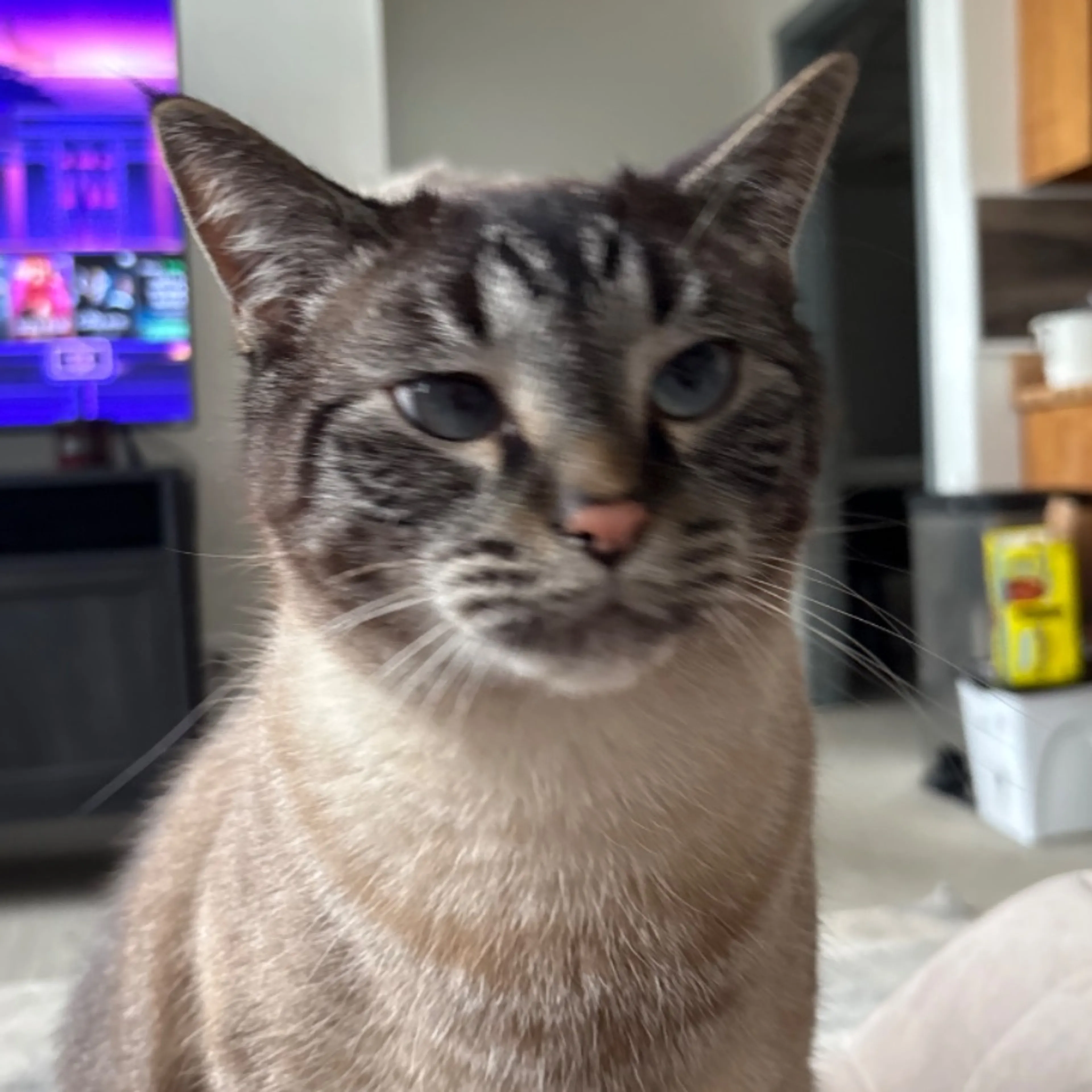 Lost pet