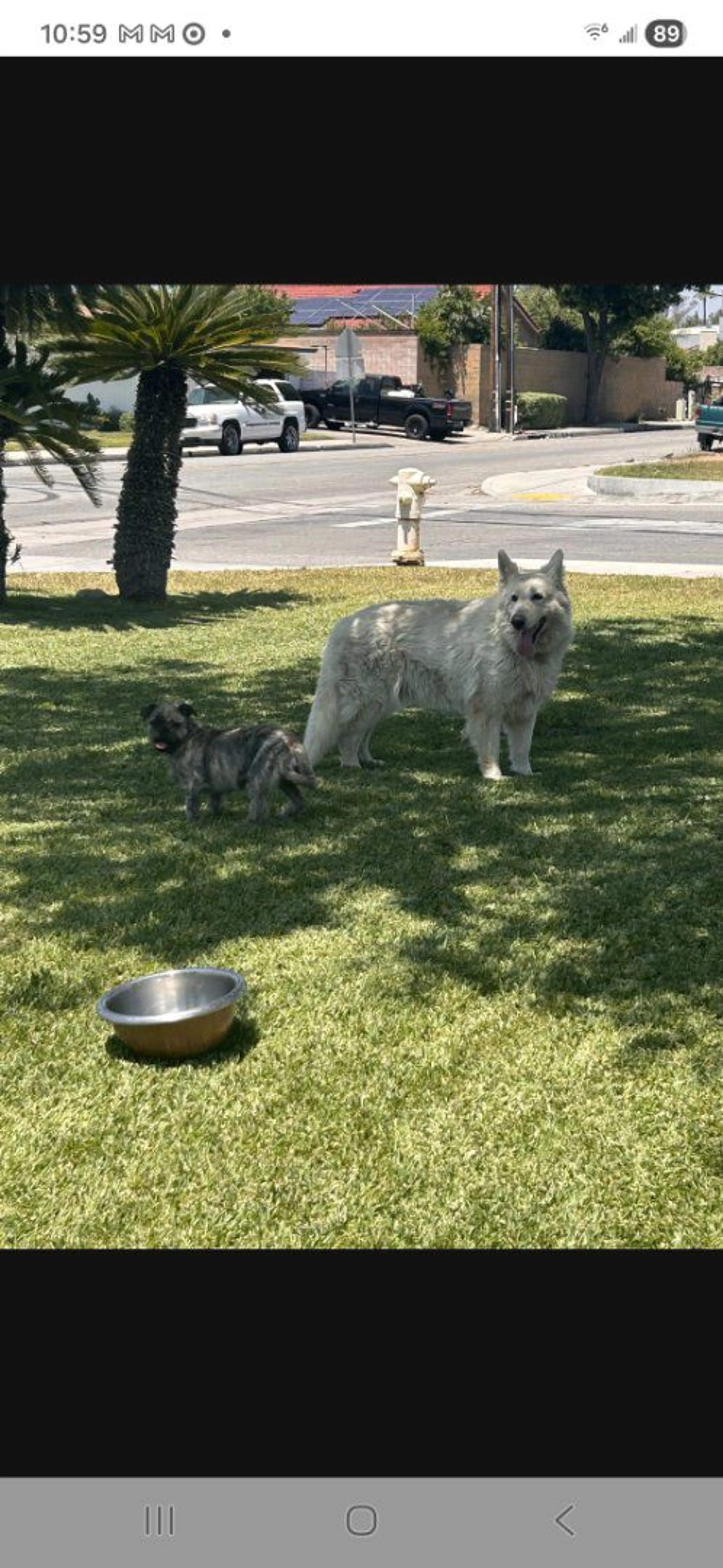 Lost pet