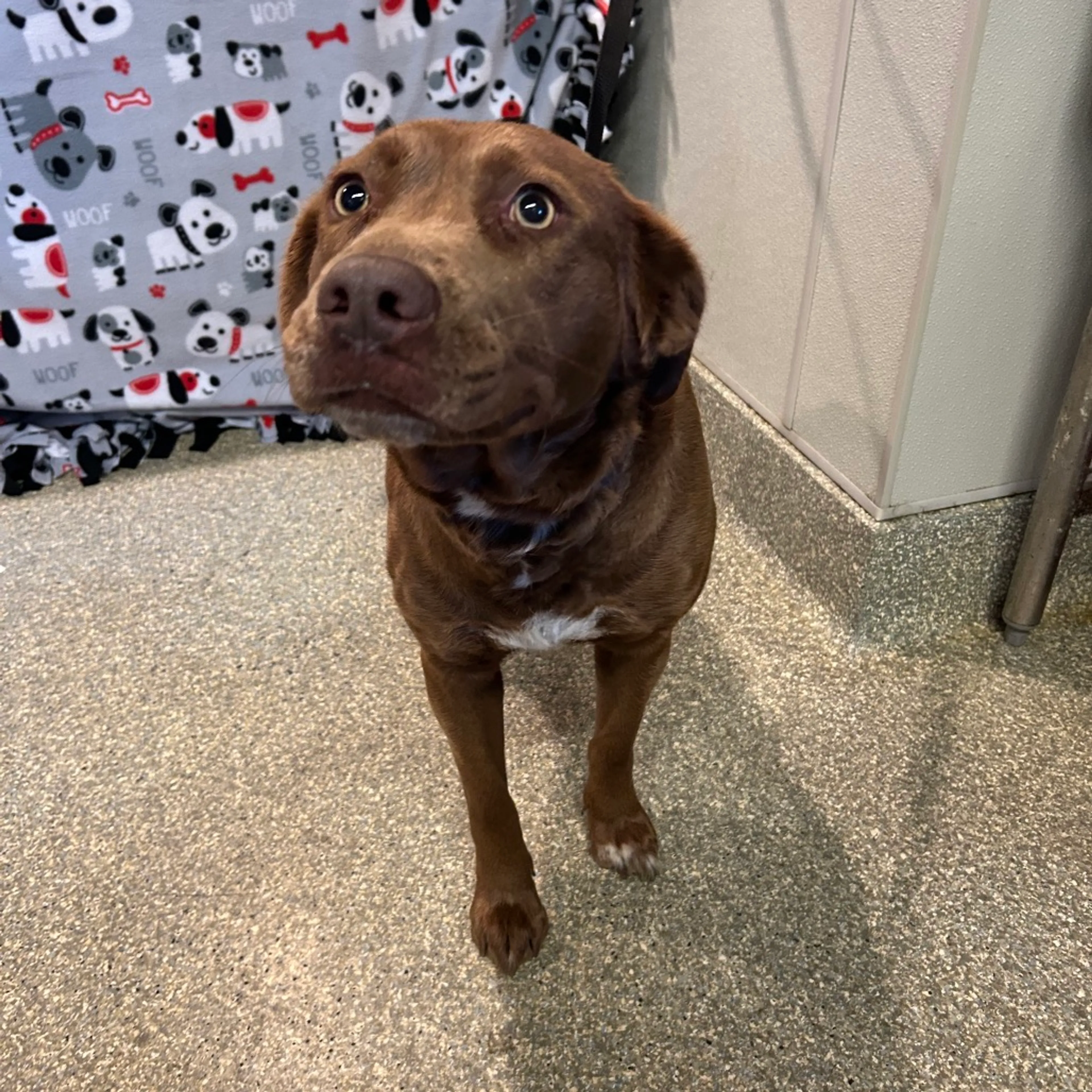 Found pet-1
