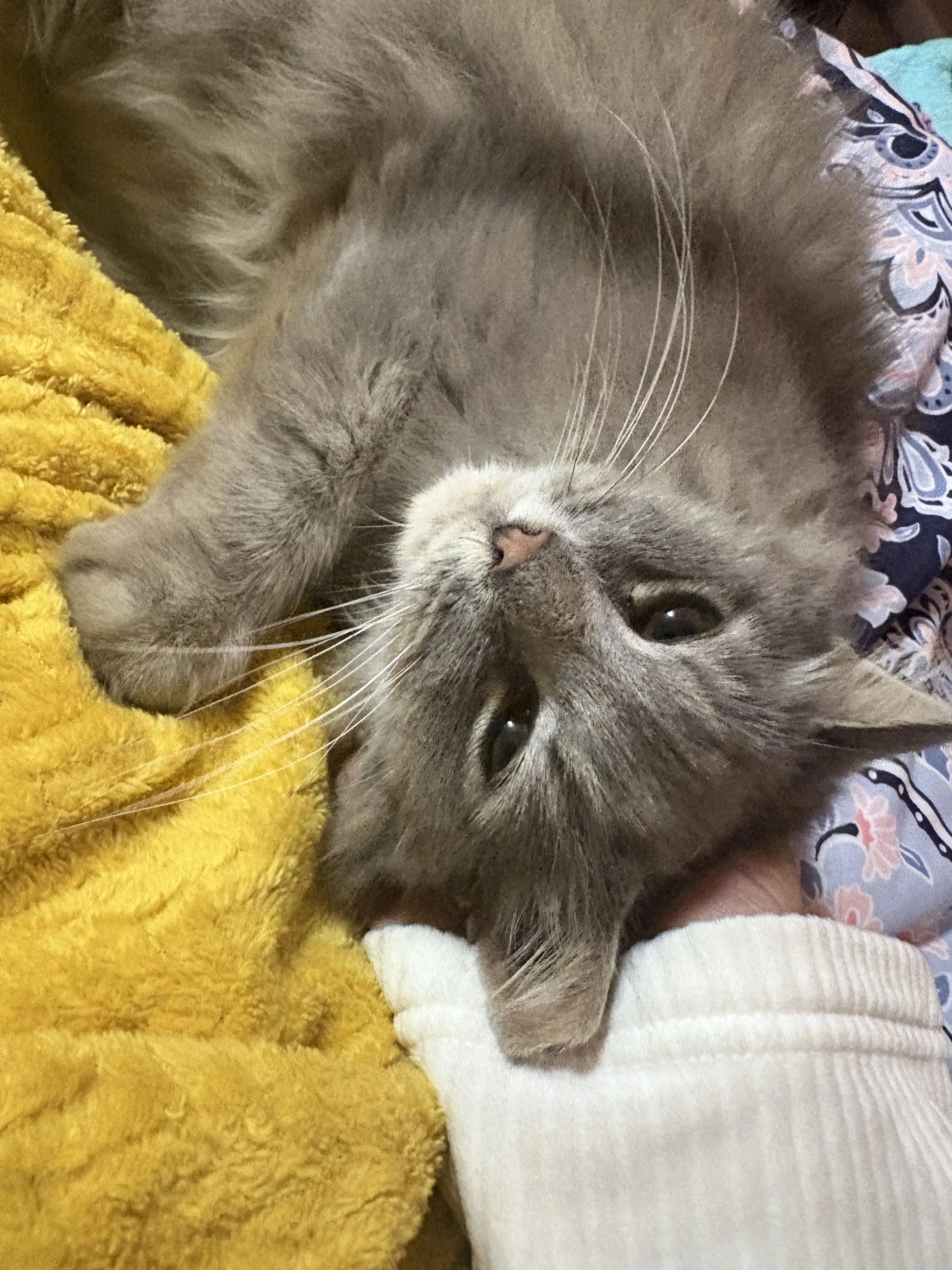 Lost pet-3