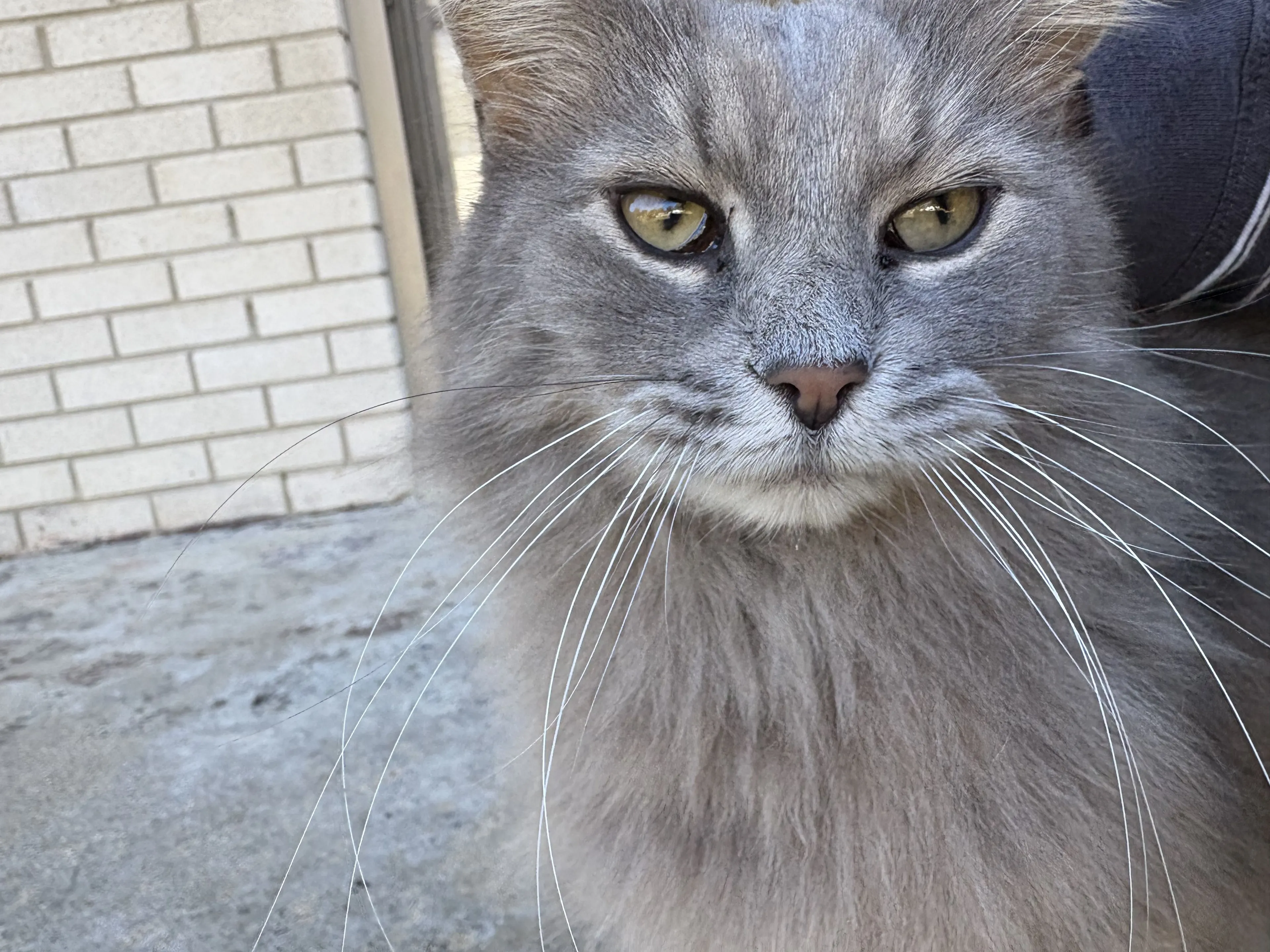 Lost pet-2