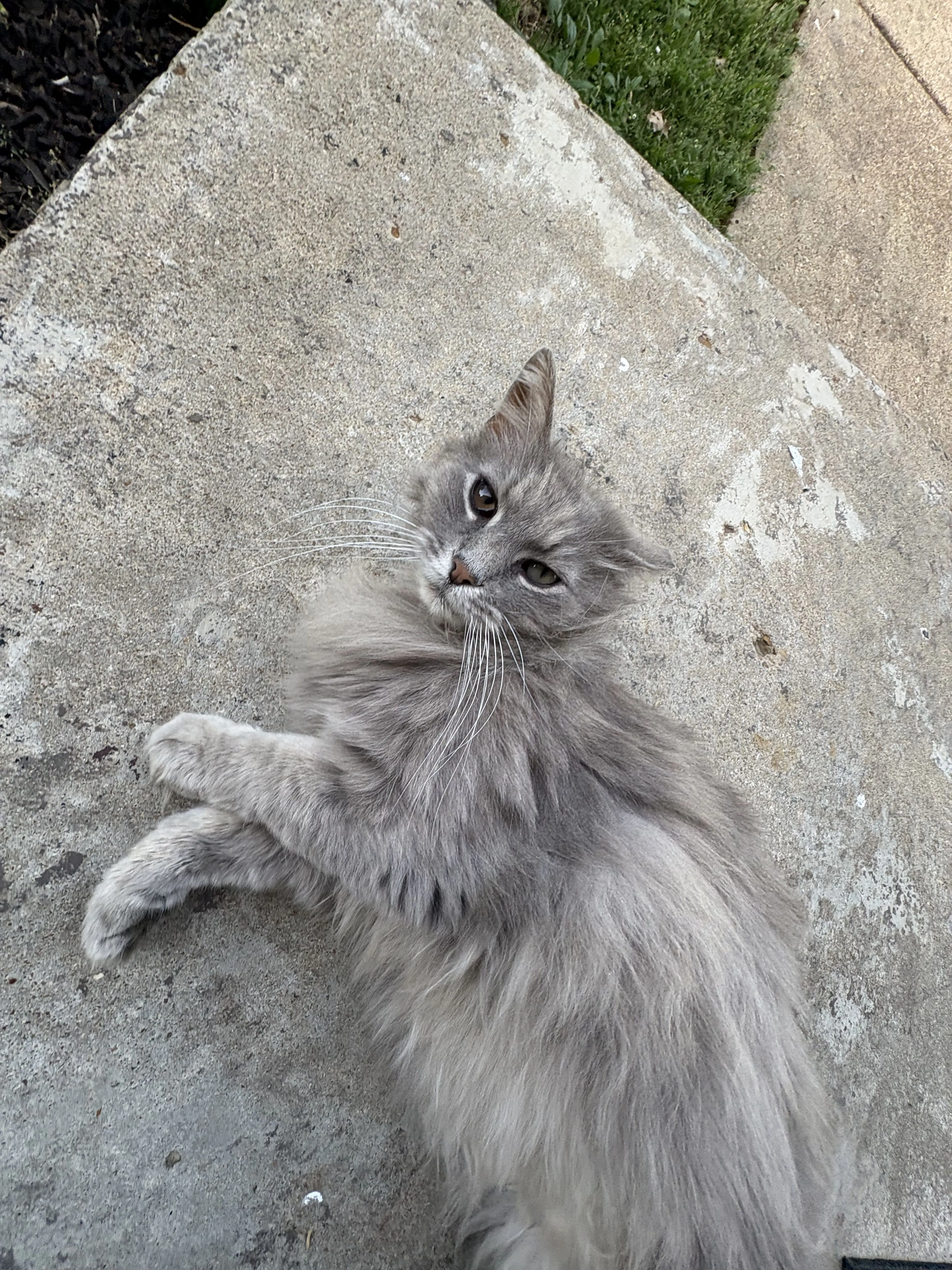 Lost pet-0