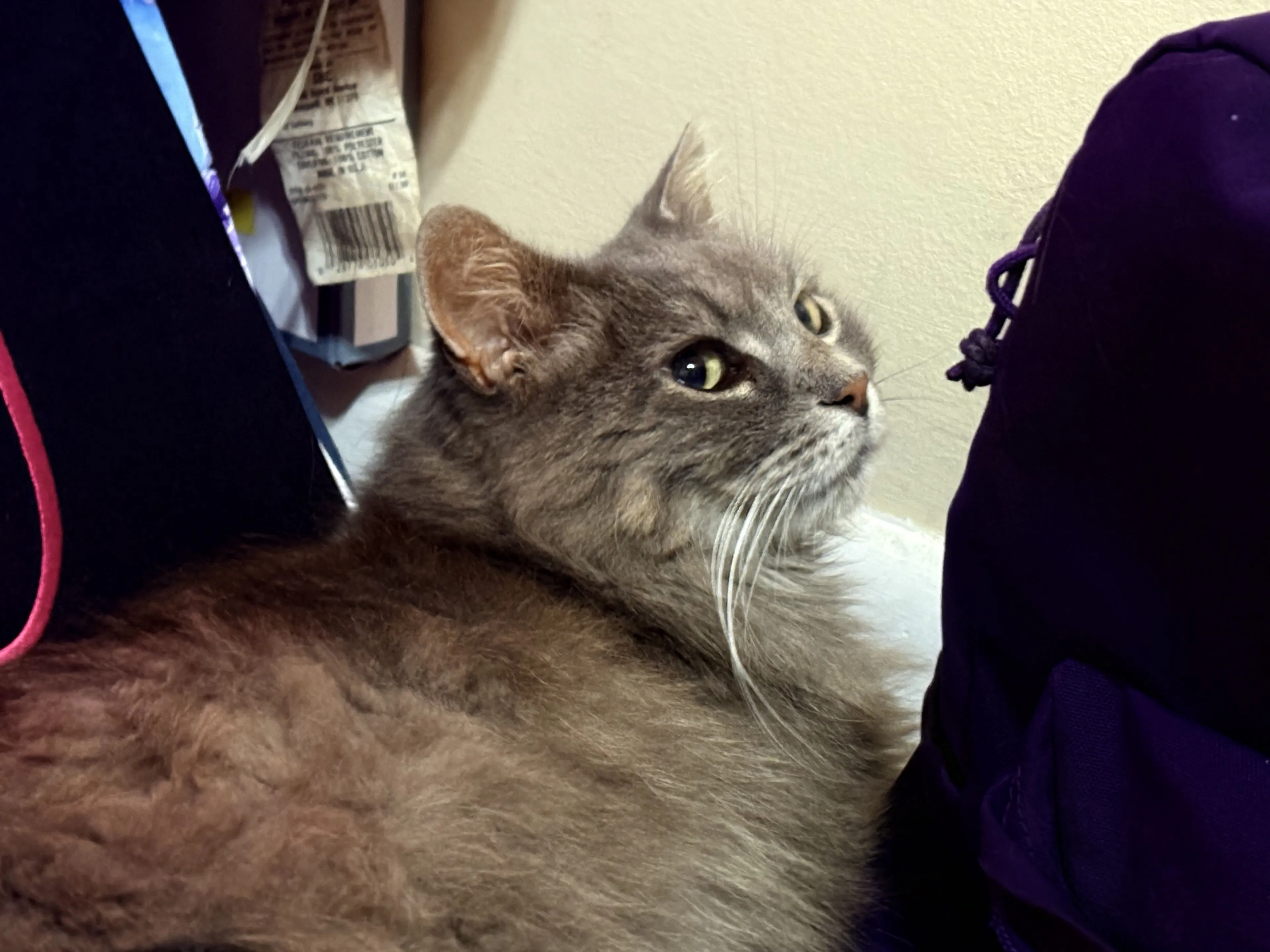 Lost pet-4