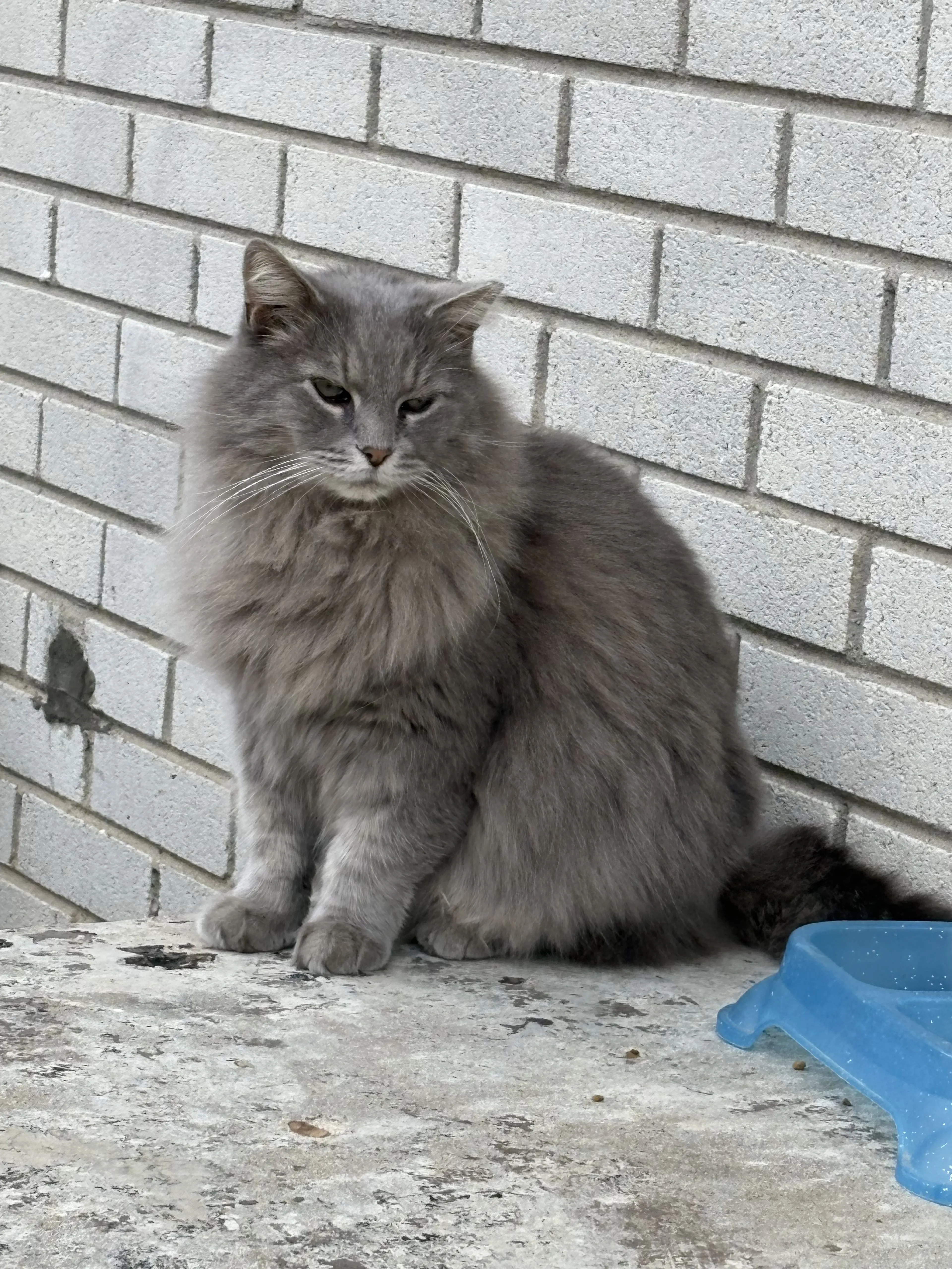Lost pet-1