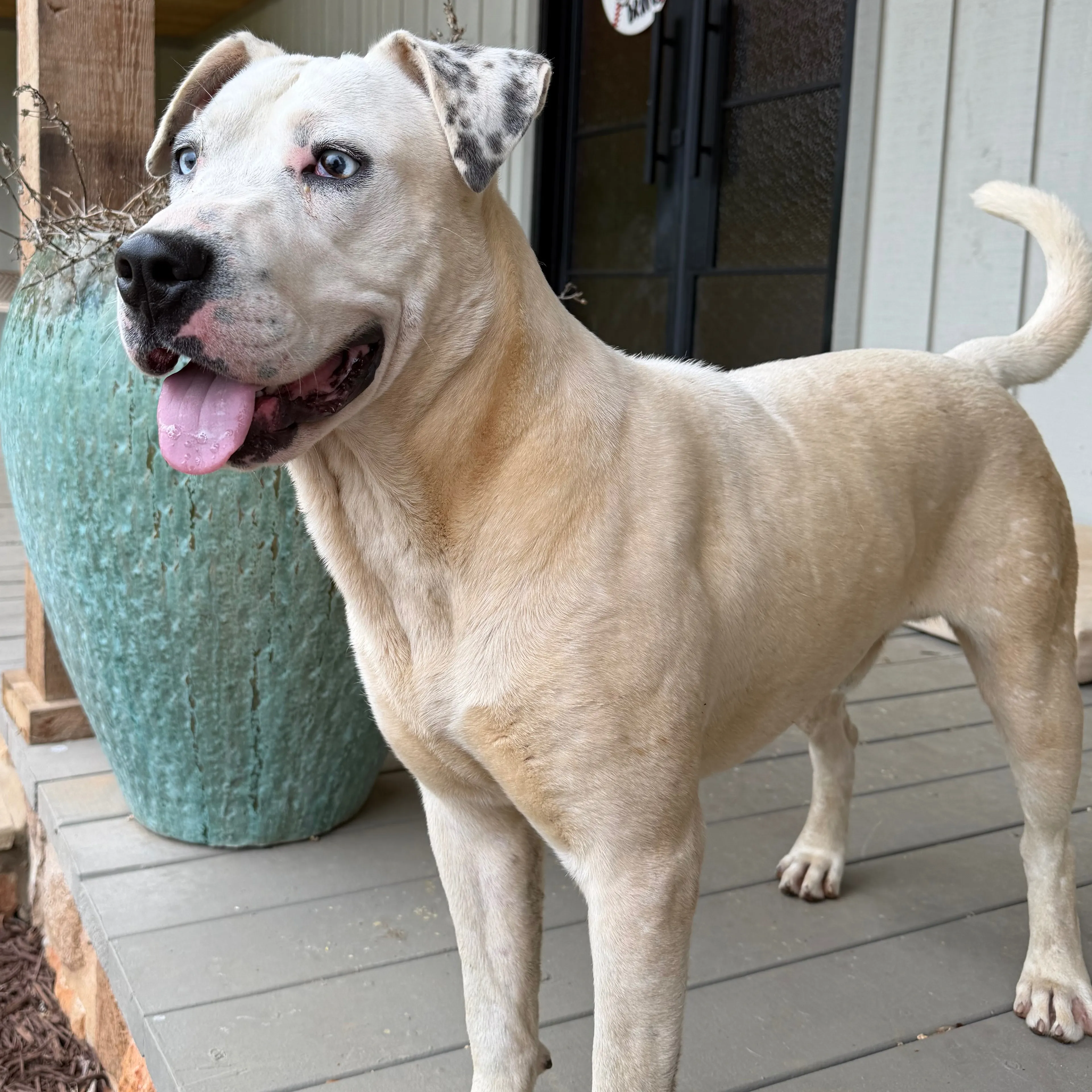 Found pet-3