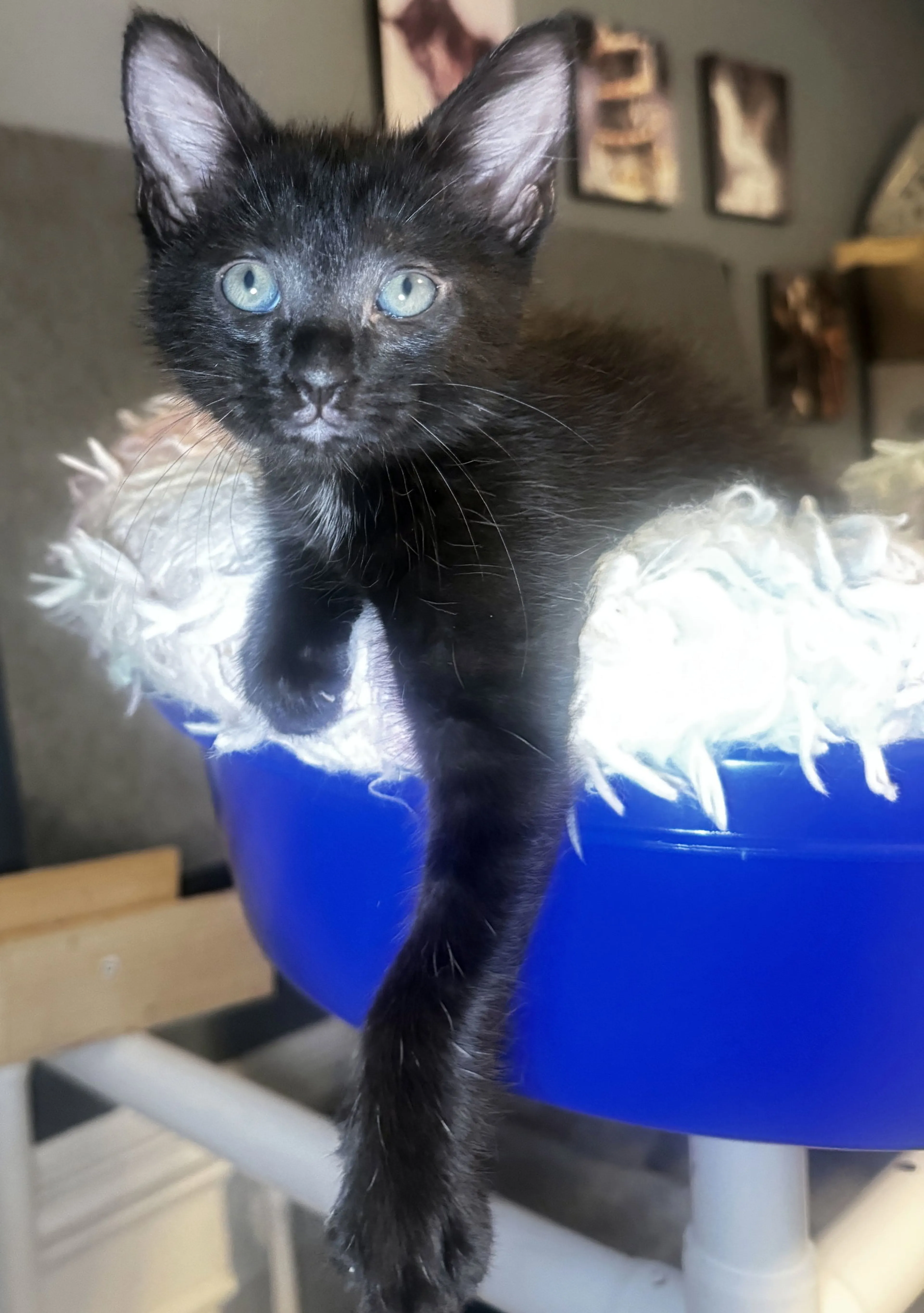 Found pet-3