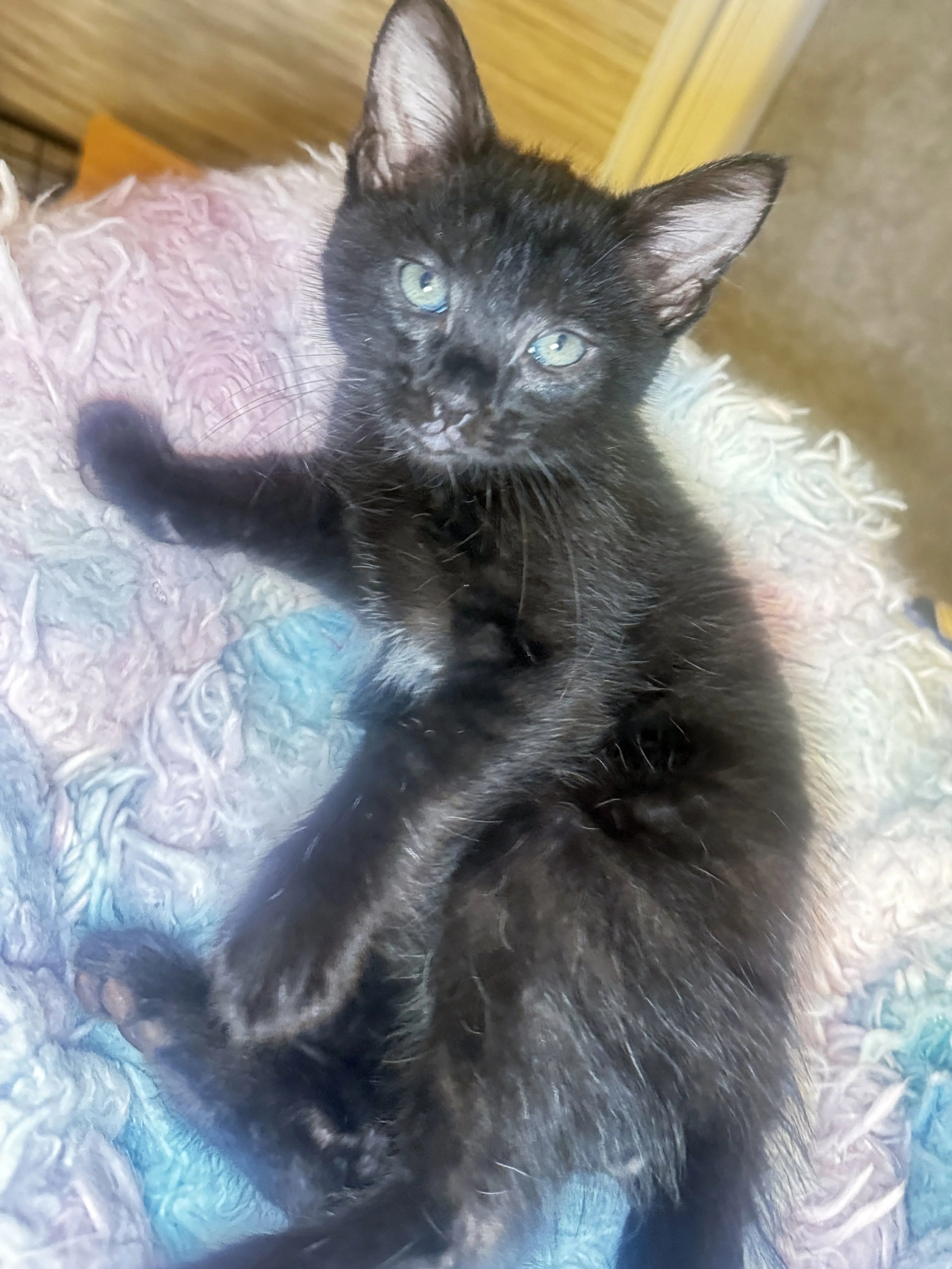 Found pet-4