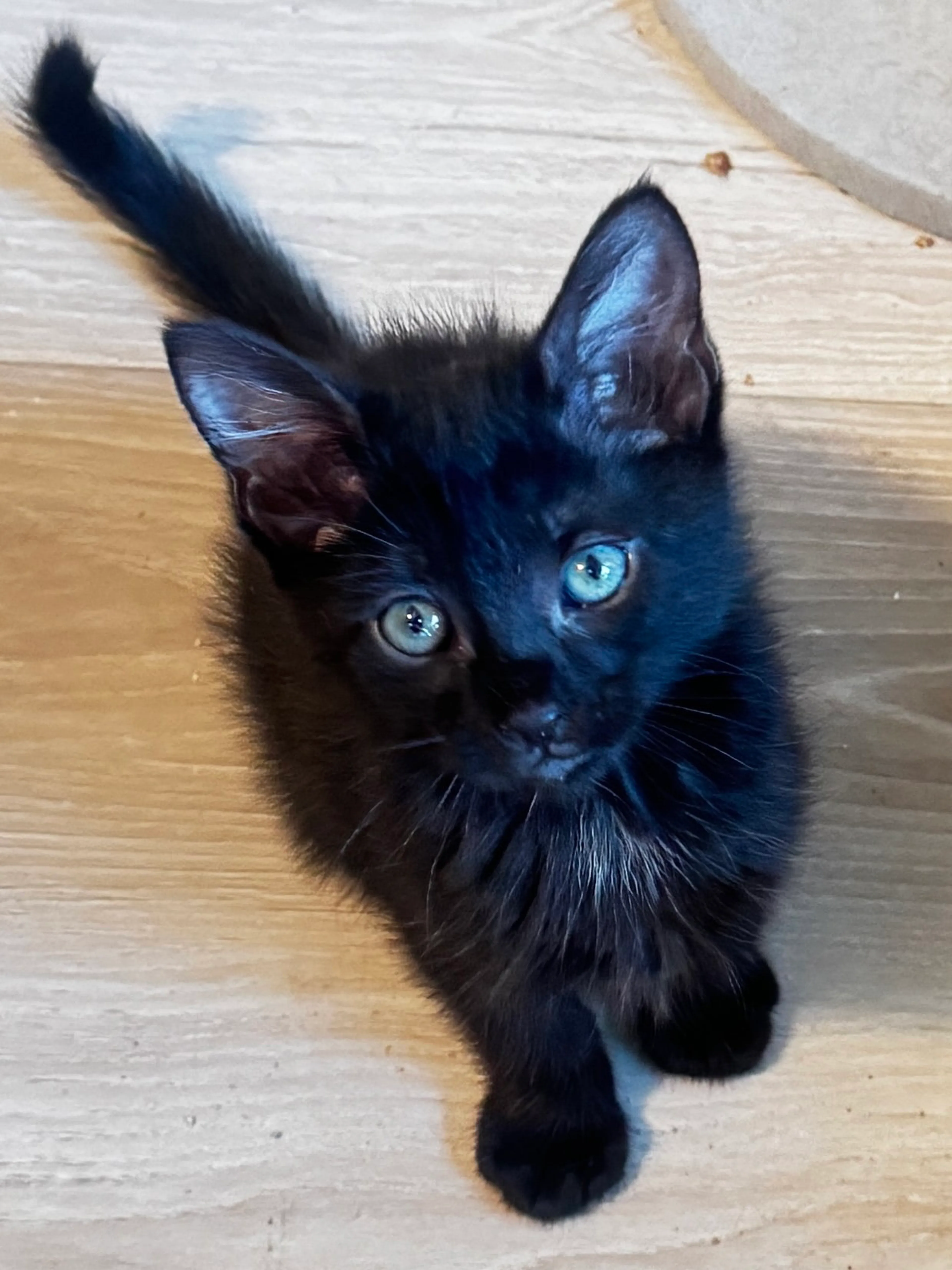 Found pet-0