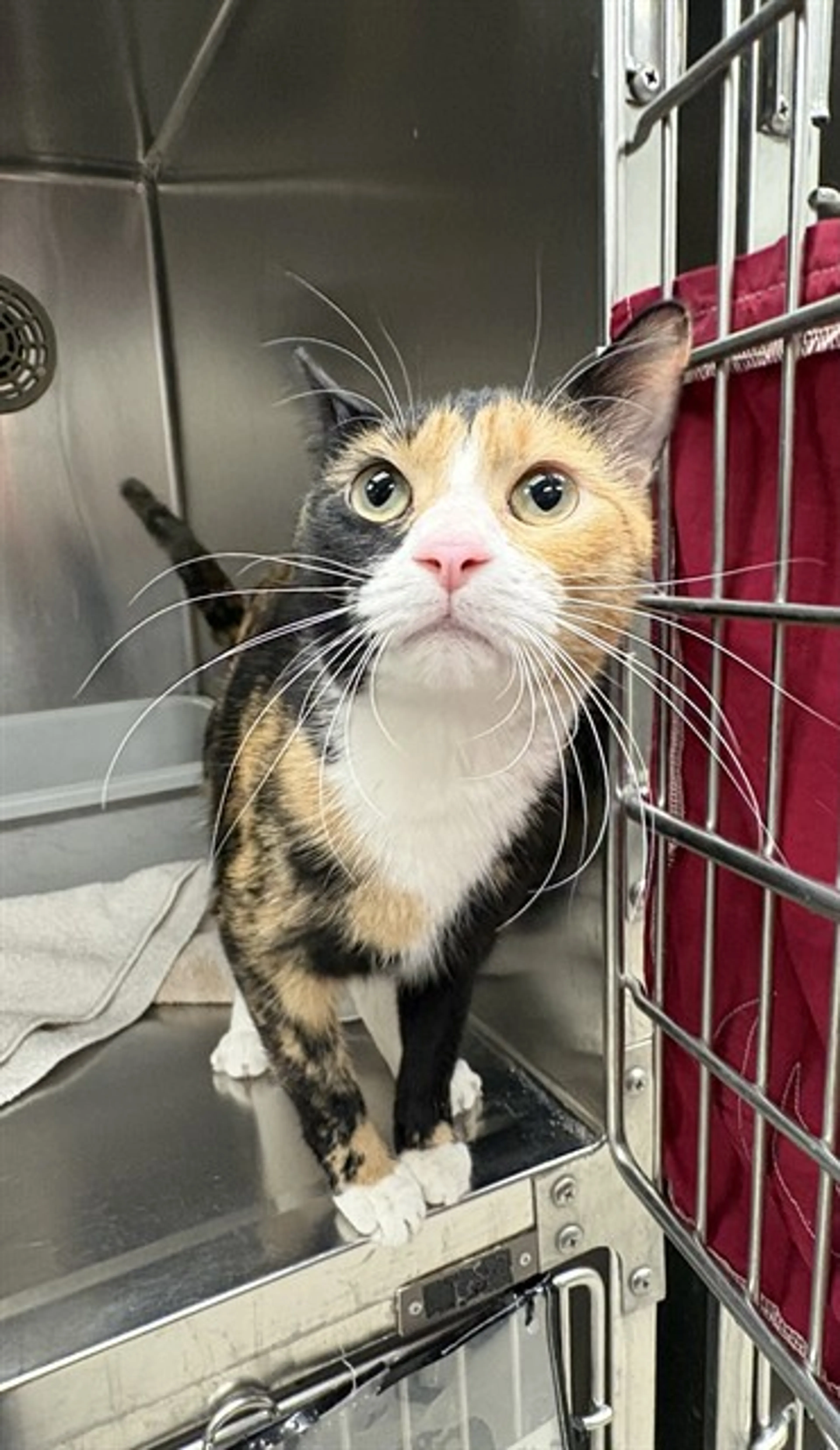 Found pet