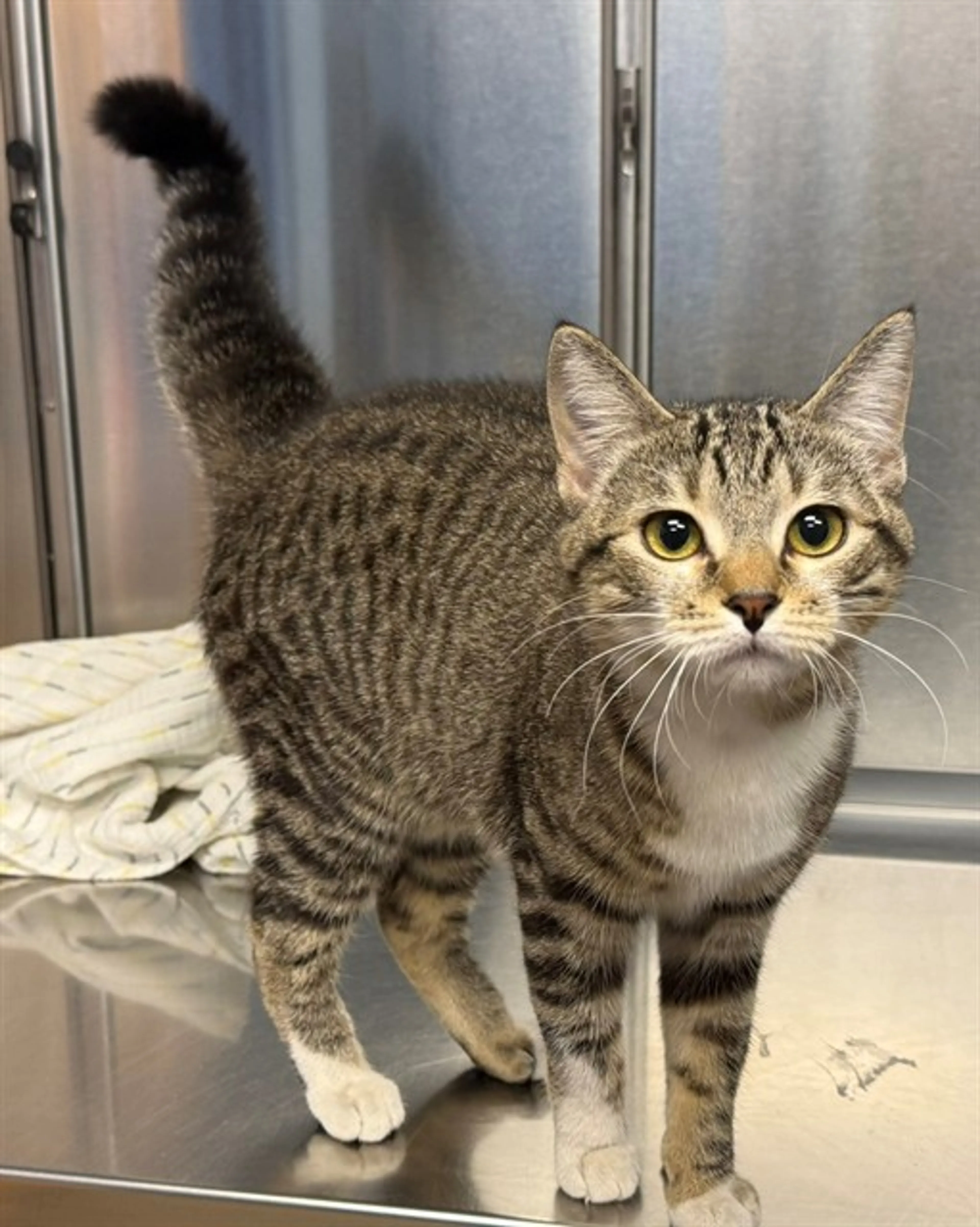 Found pet