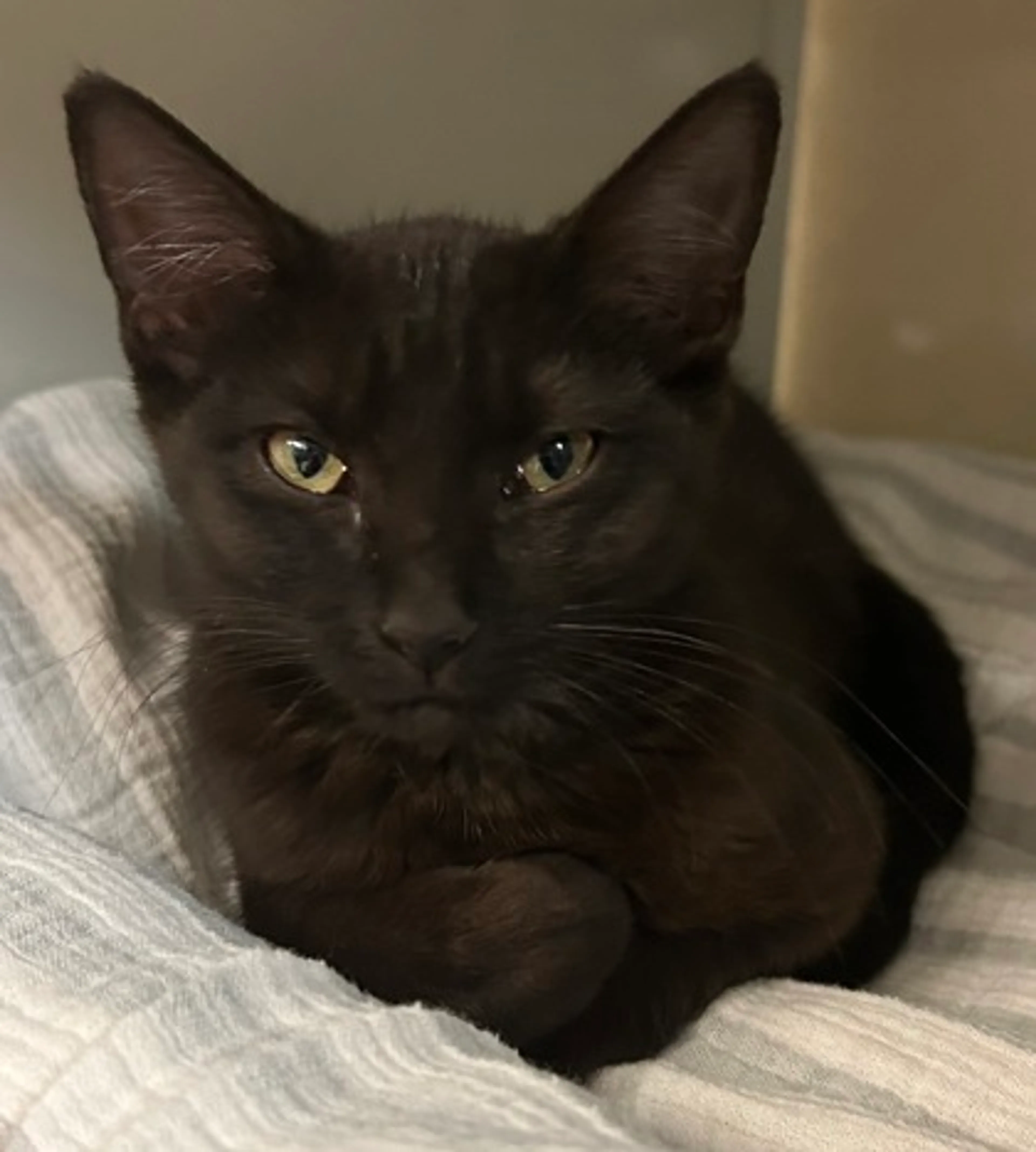 Found pet
