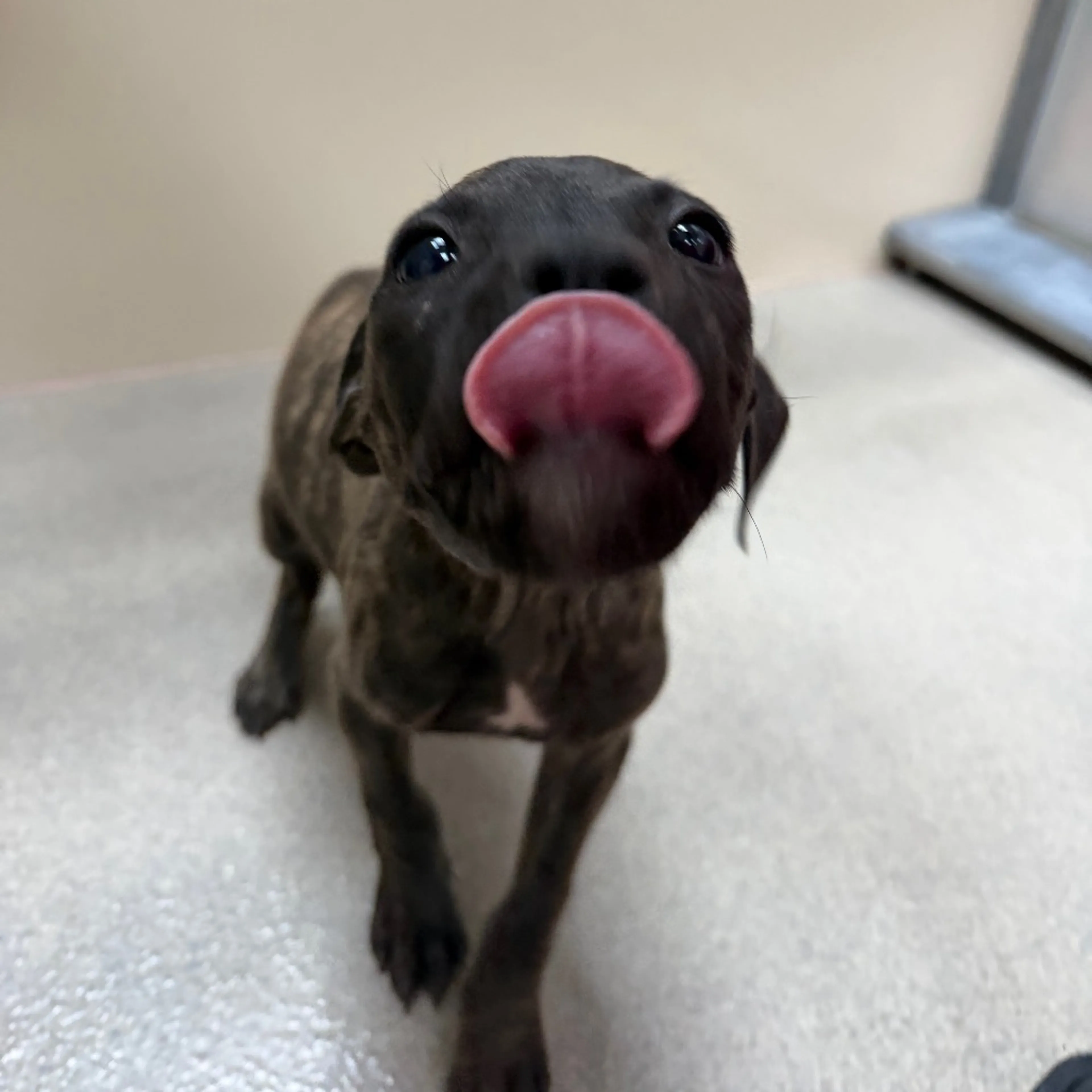 Found pet-1