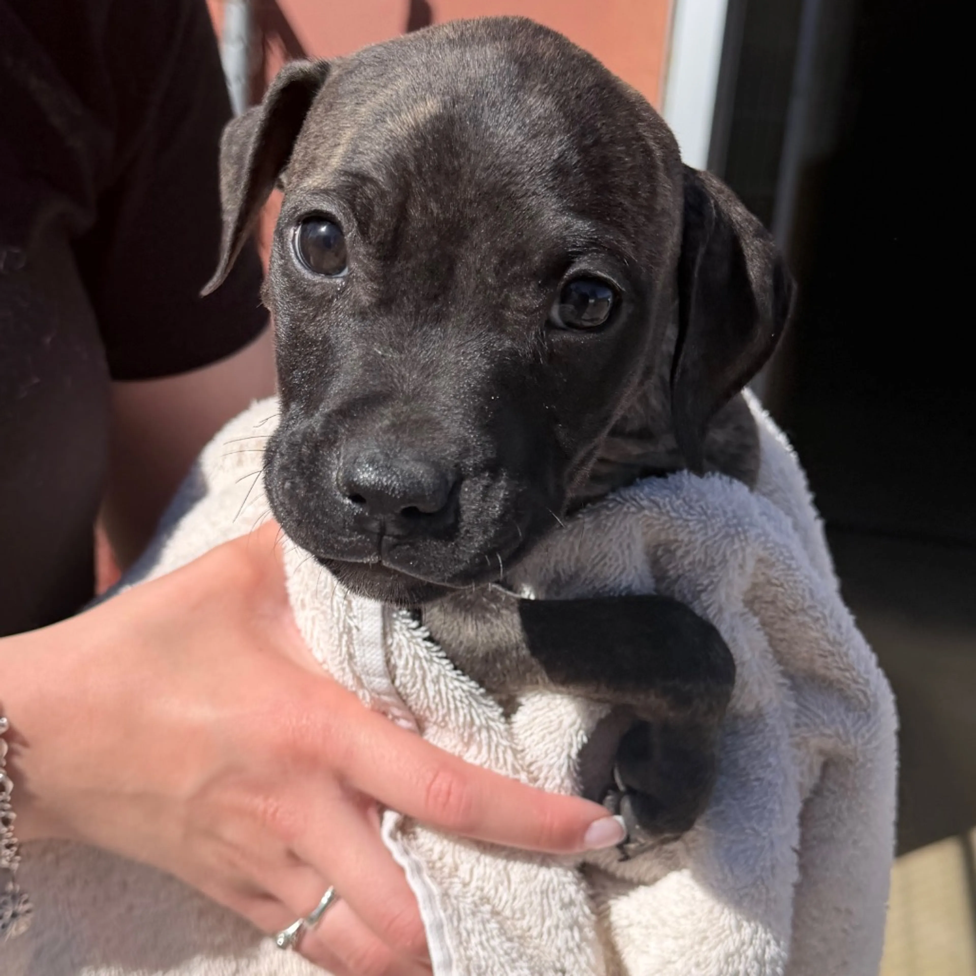 Found pet-4