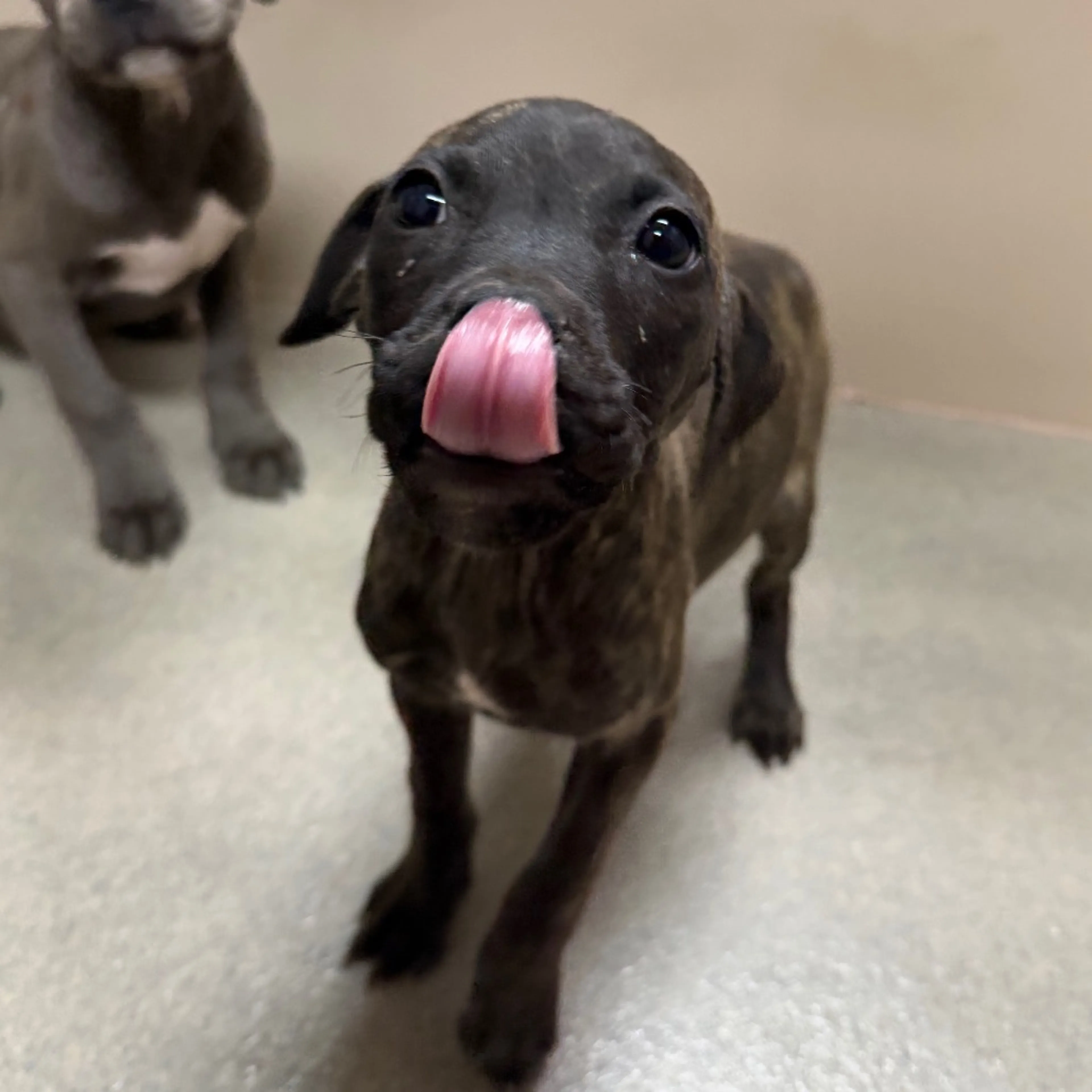 Found pet-2