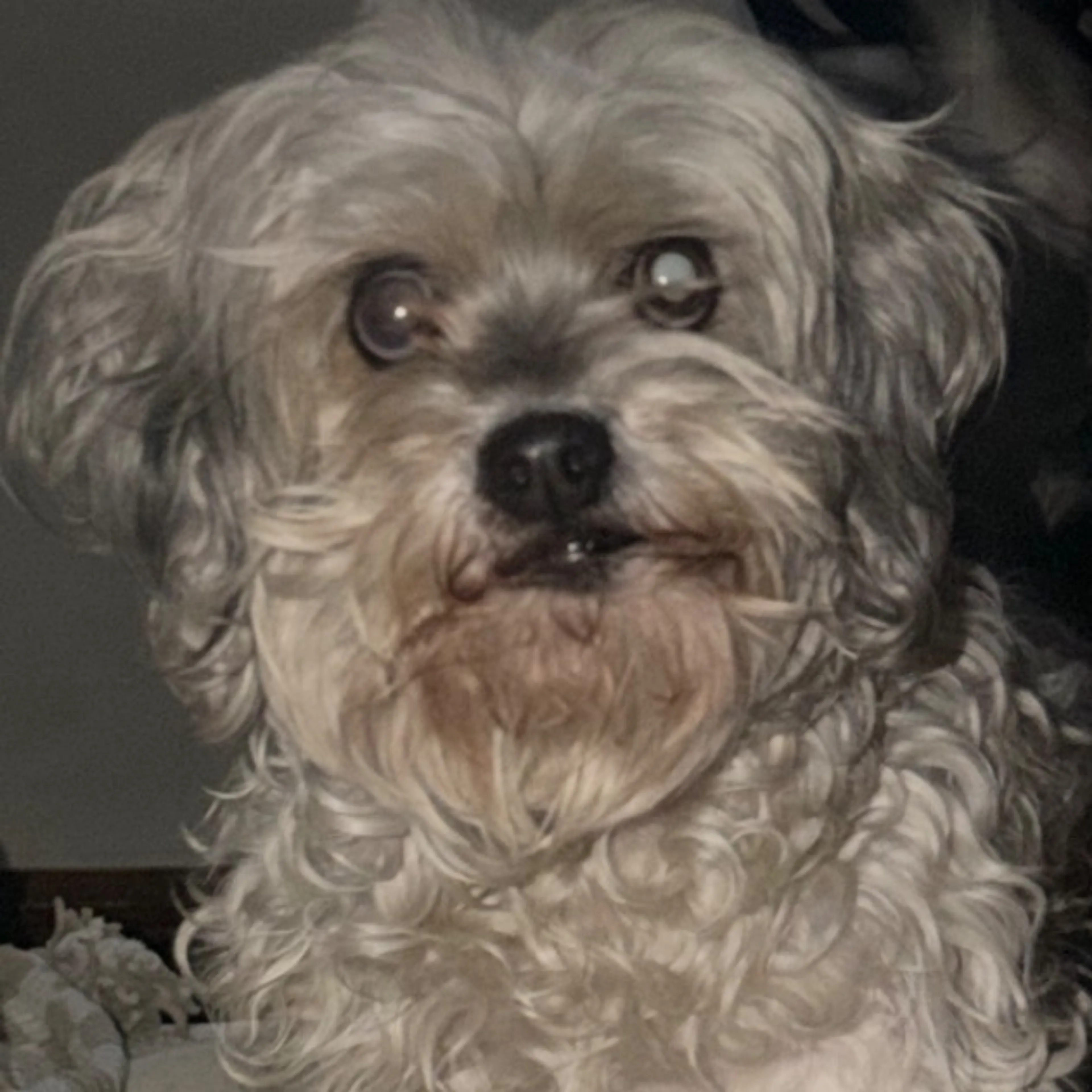 Lost pet