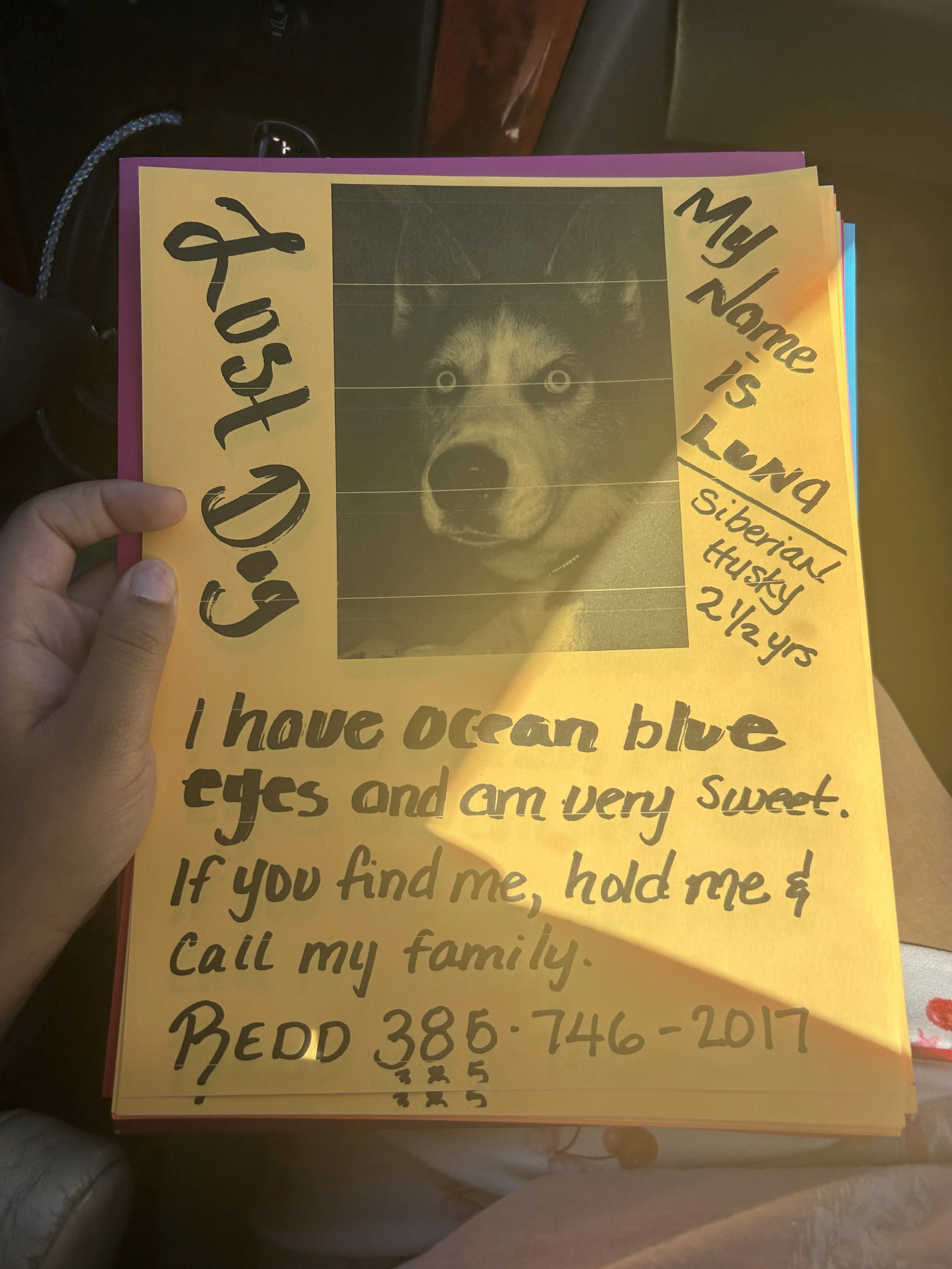 Lost pet-1