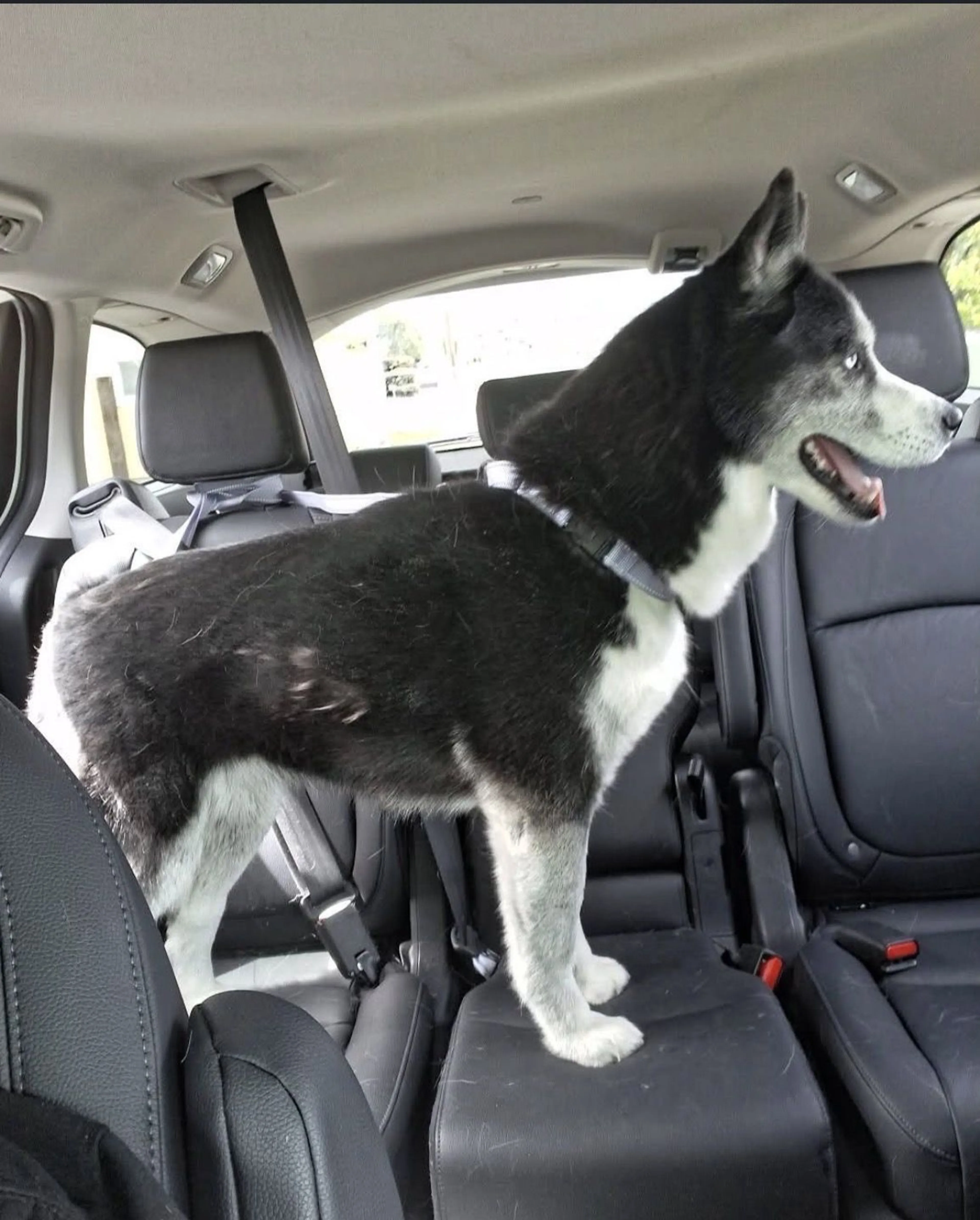 Lost pet-0