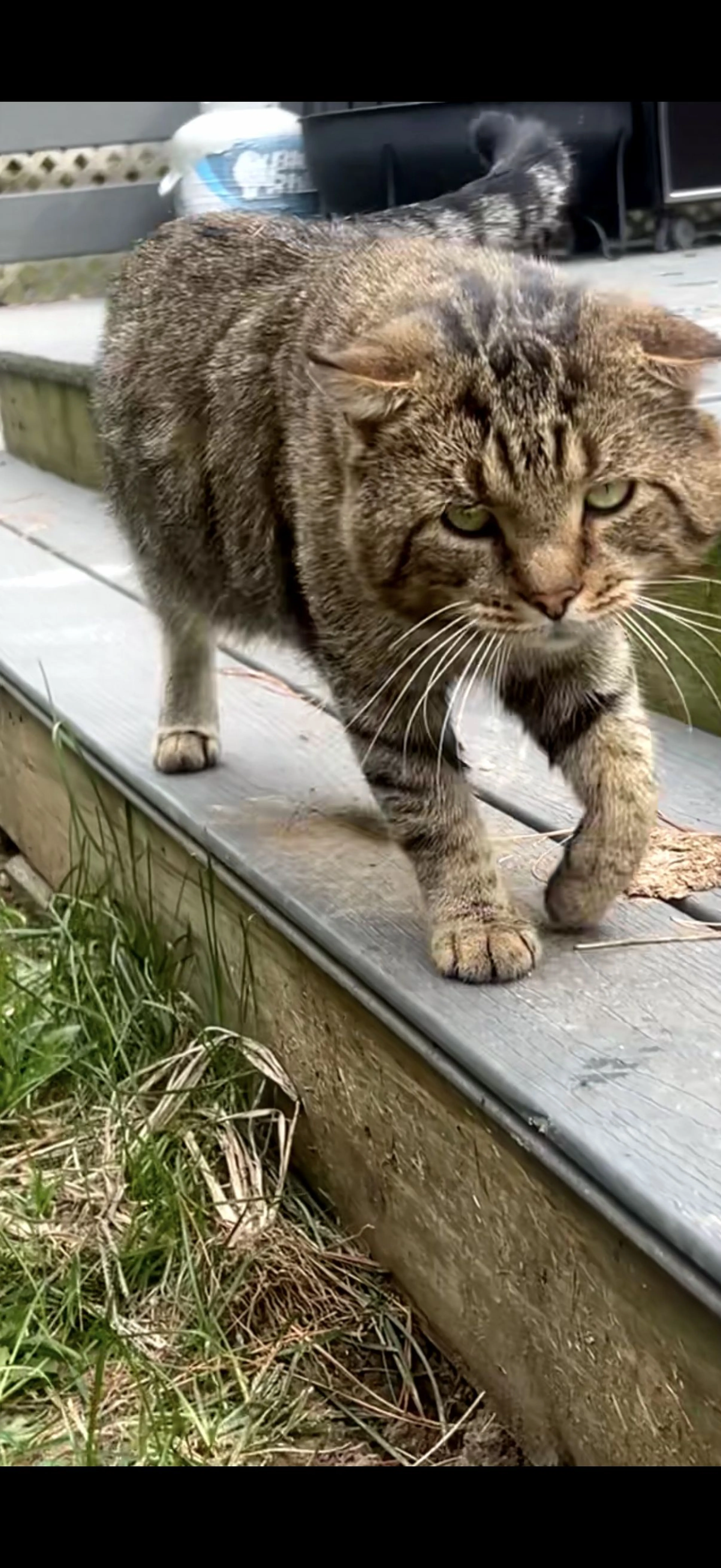 Lost pet-1