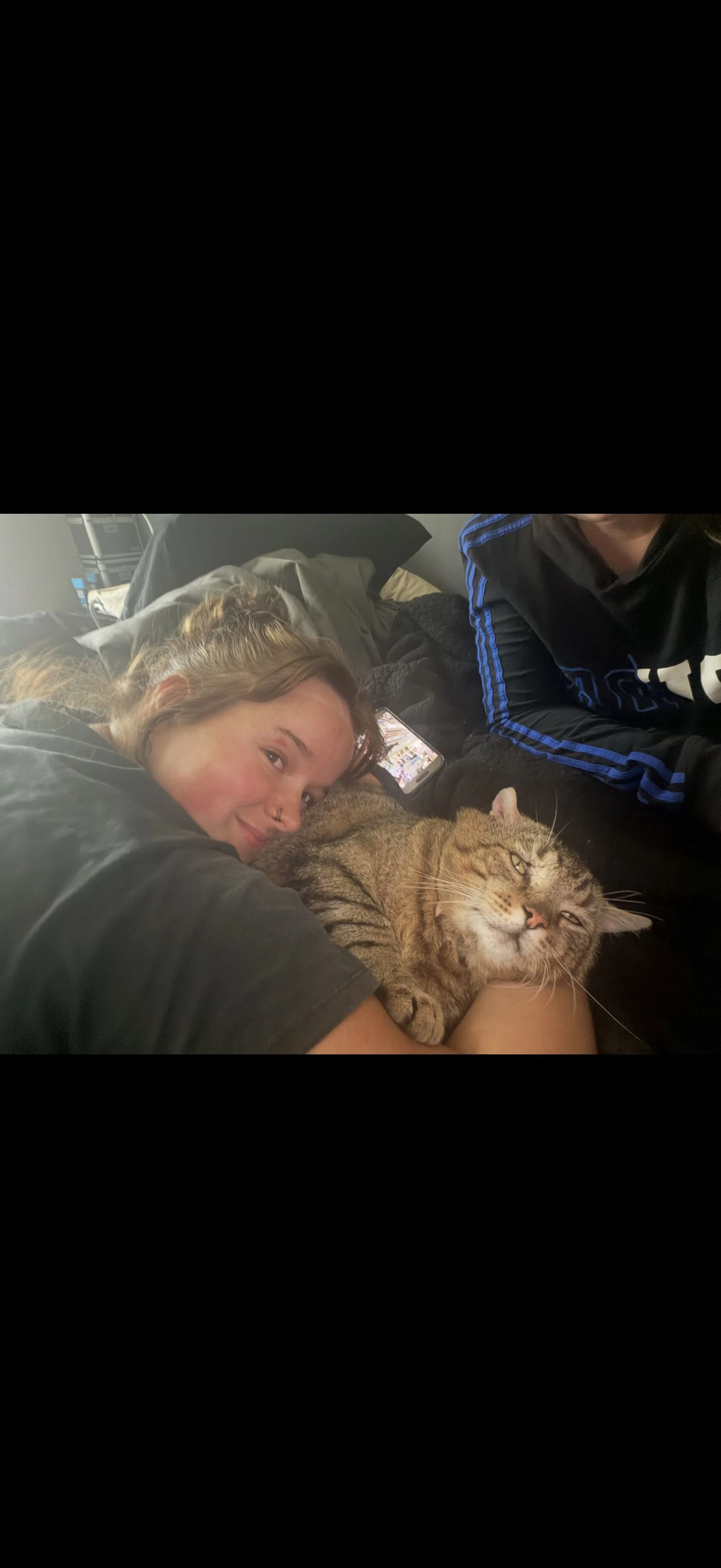 Lost pet-2