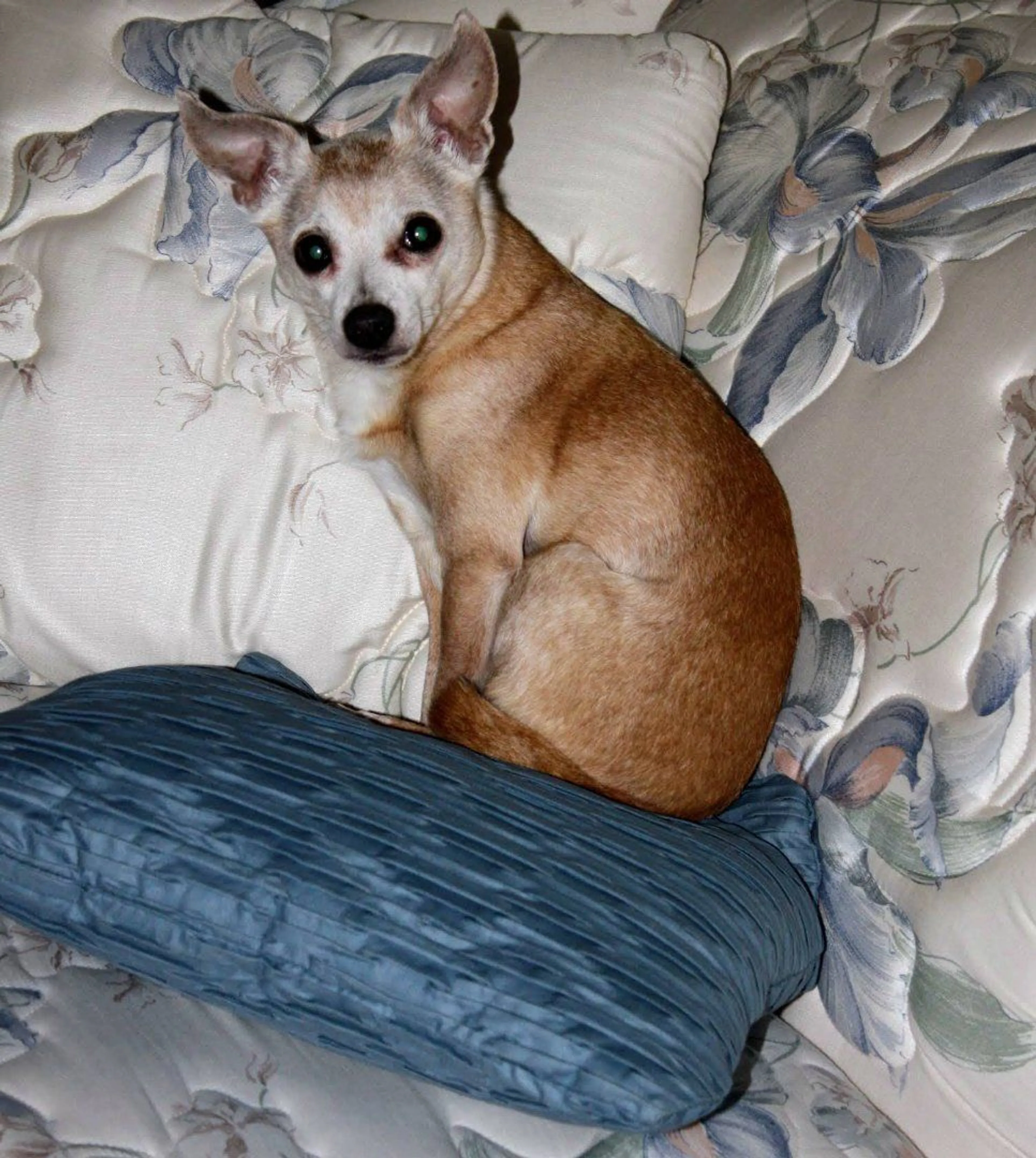 Lost pet-3