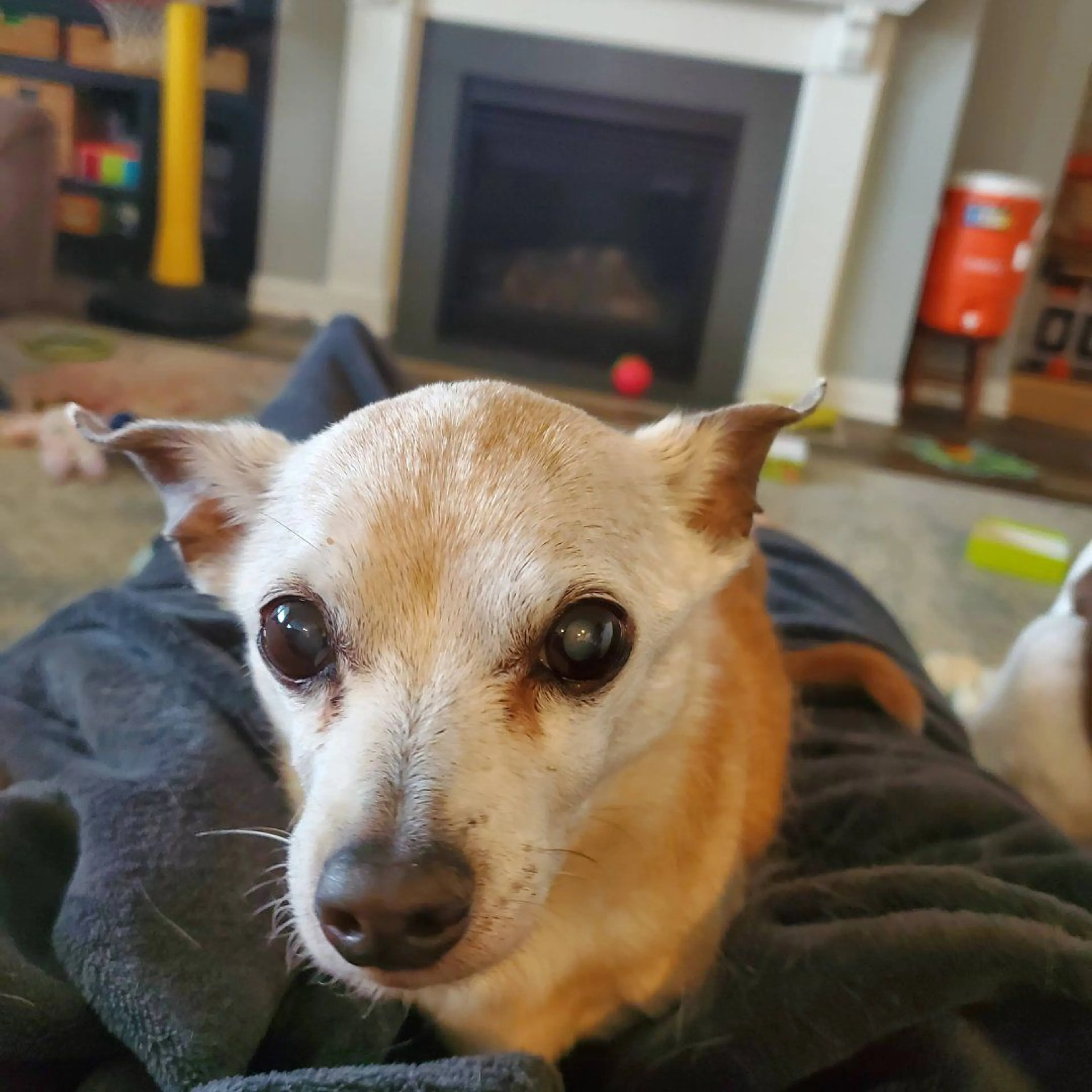 Lost pet-0