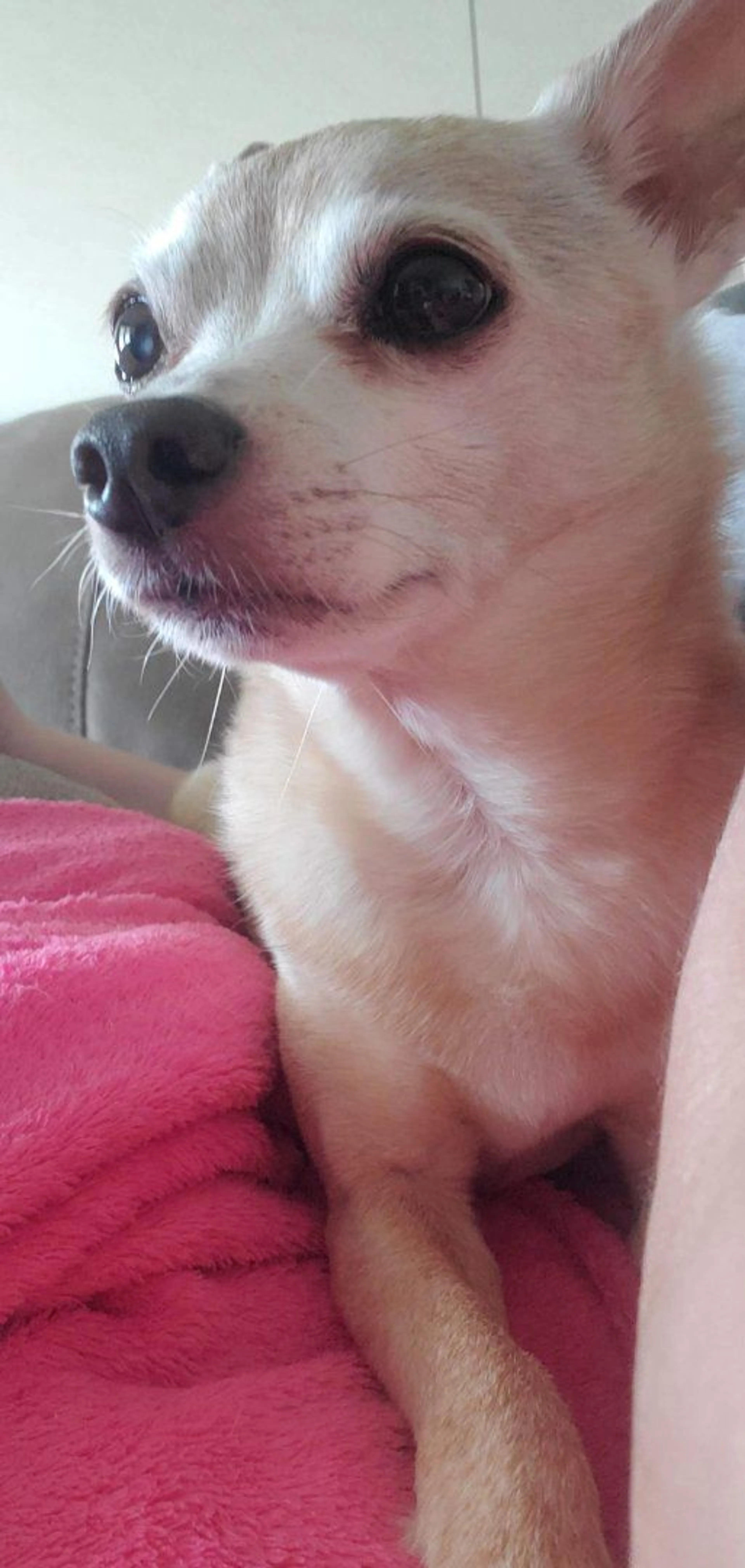 Lost pet-2