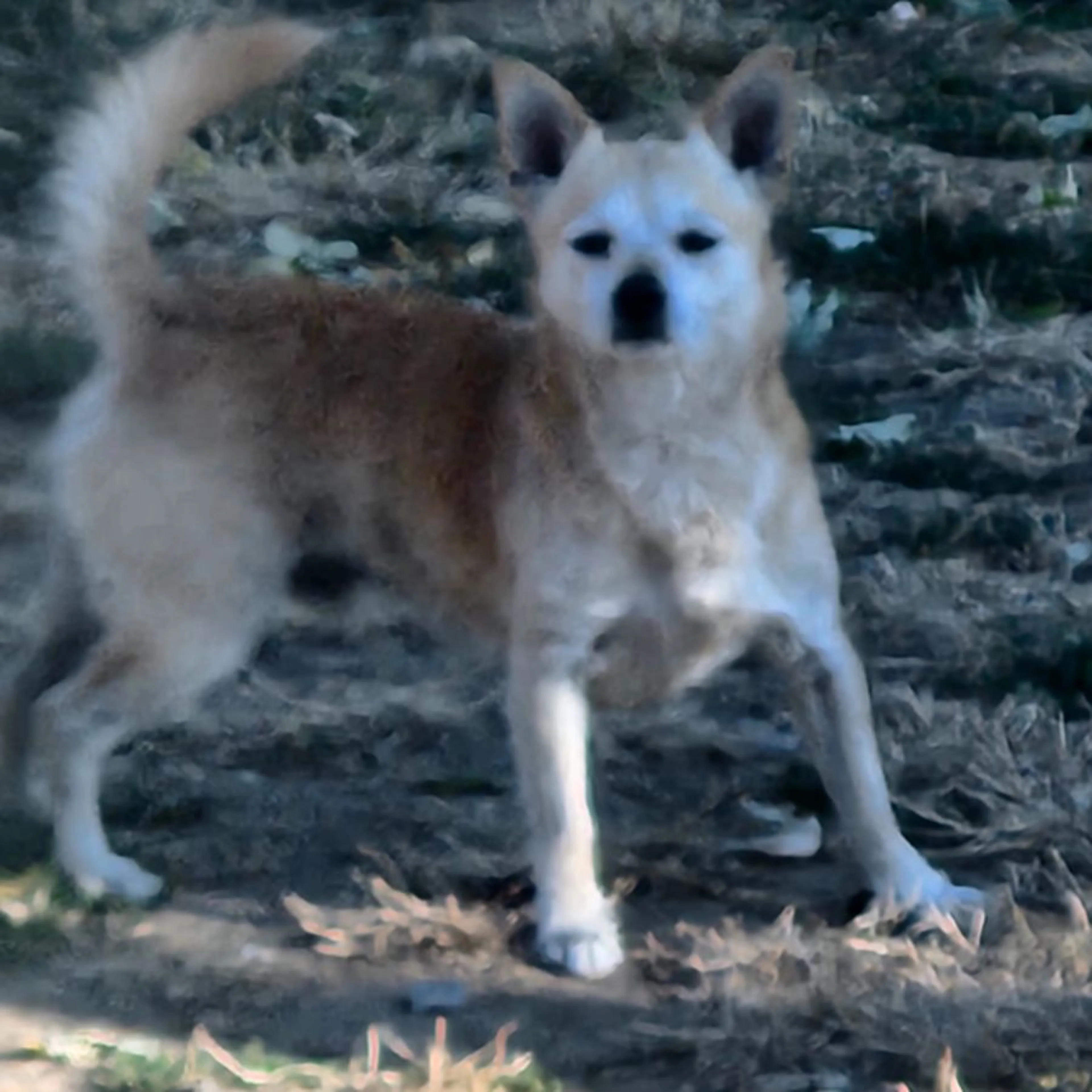 Lost pet-0