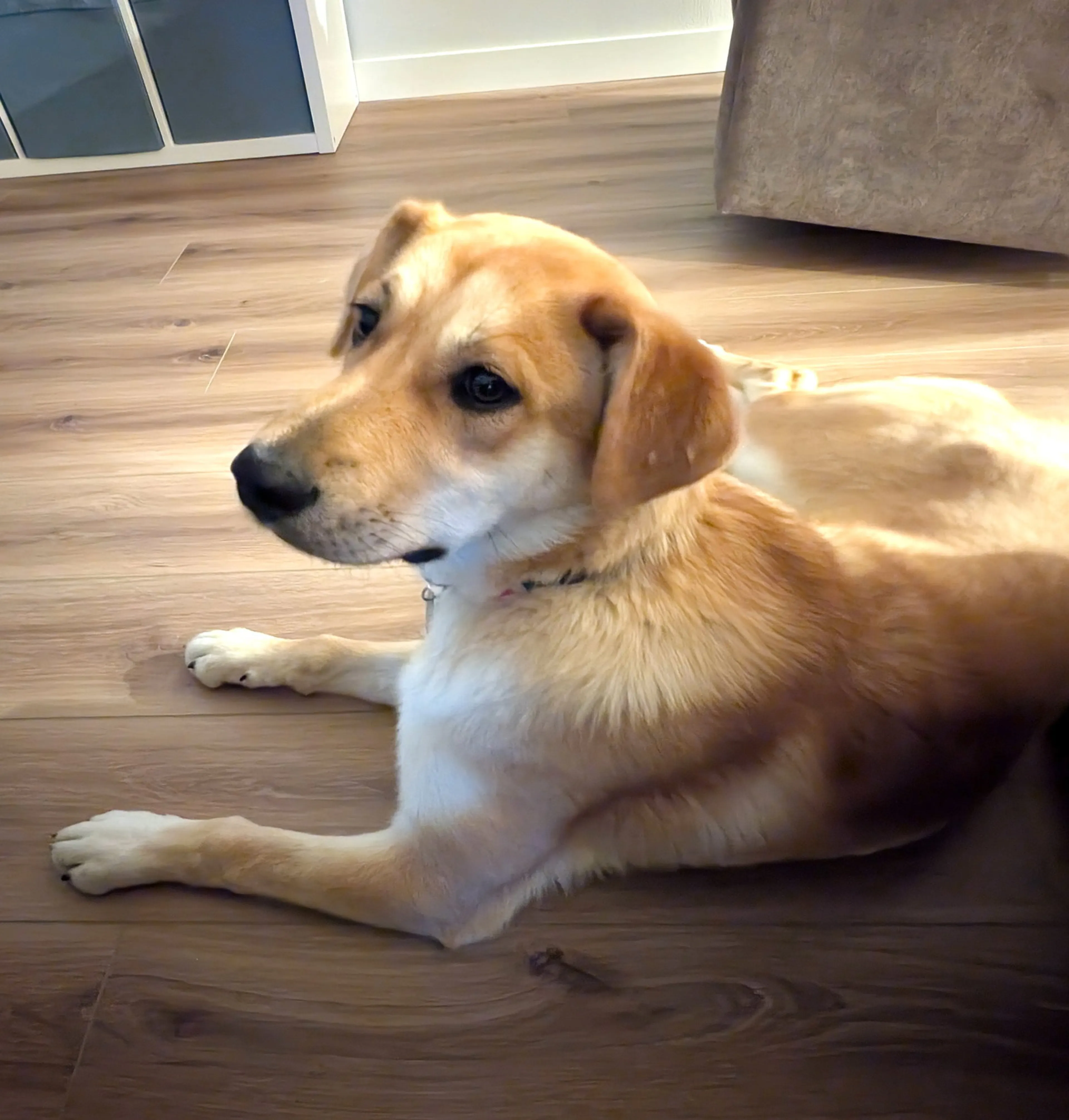 Found pet-1