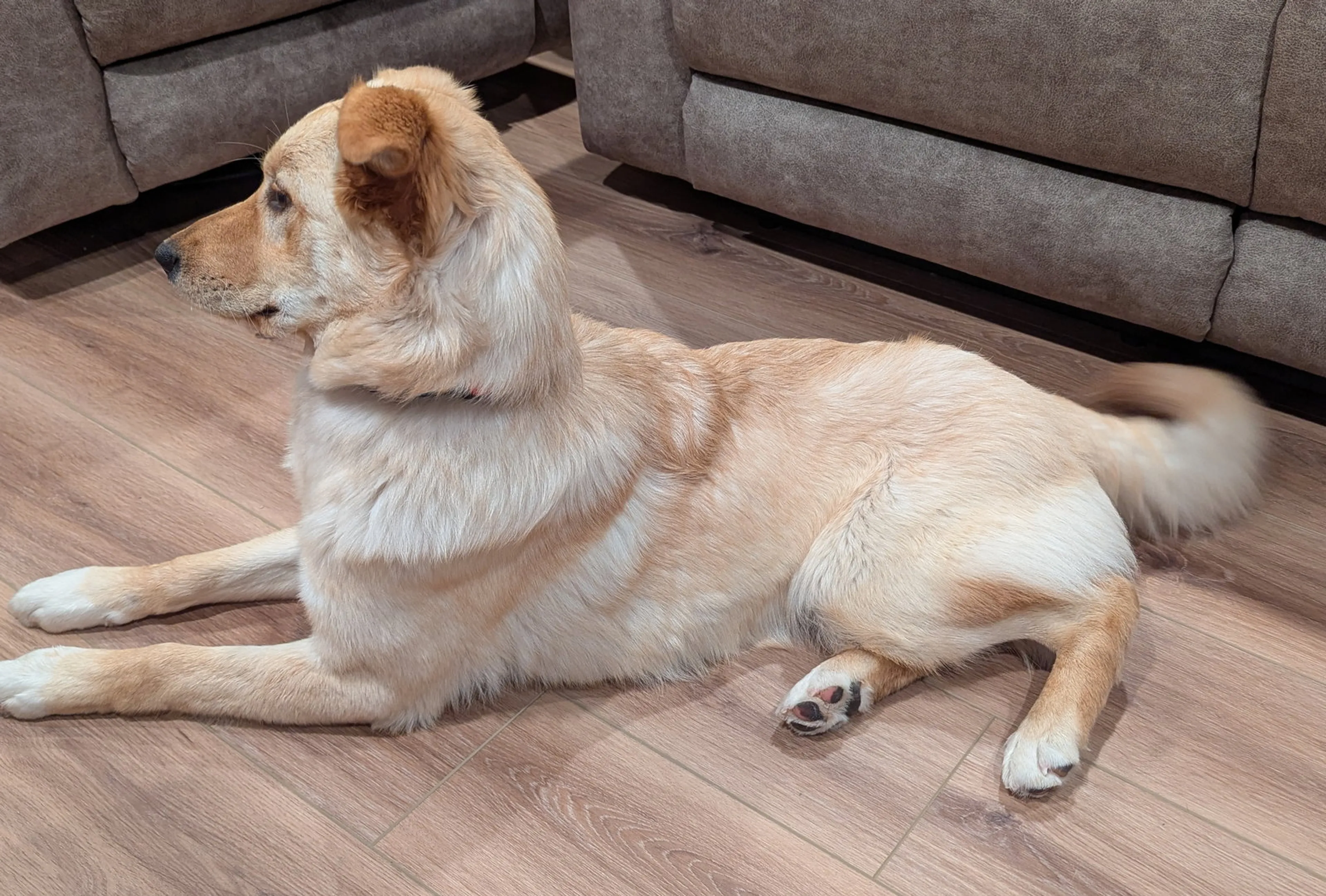 Found pet-1