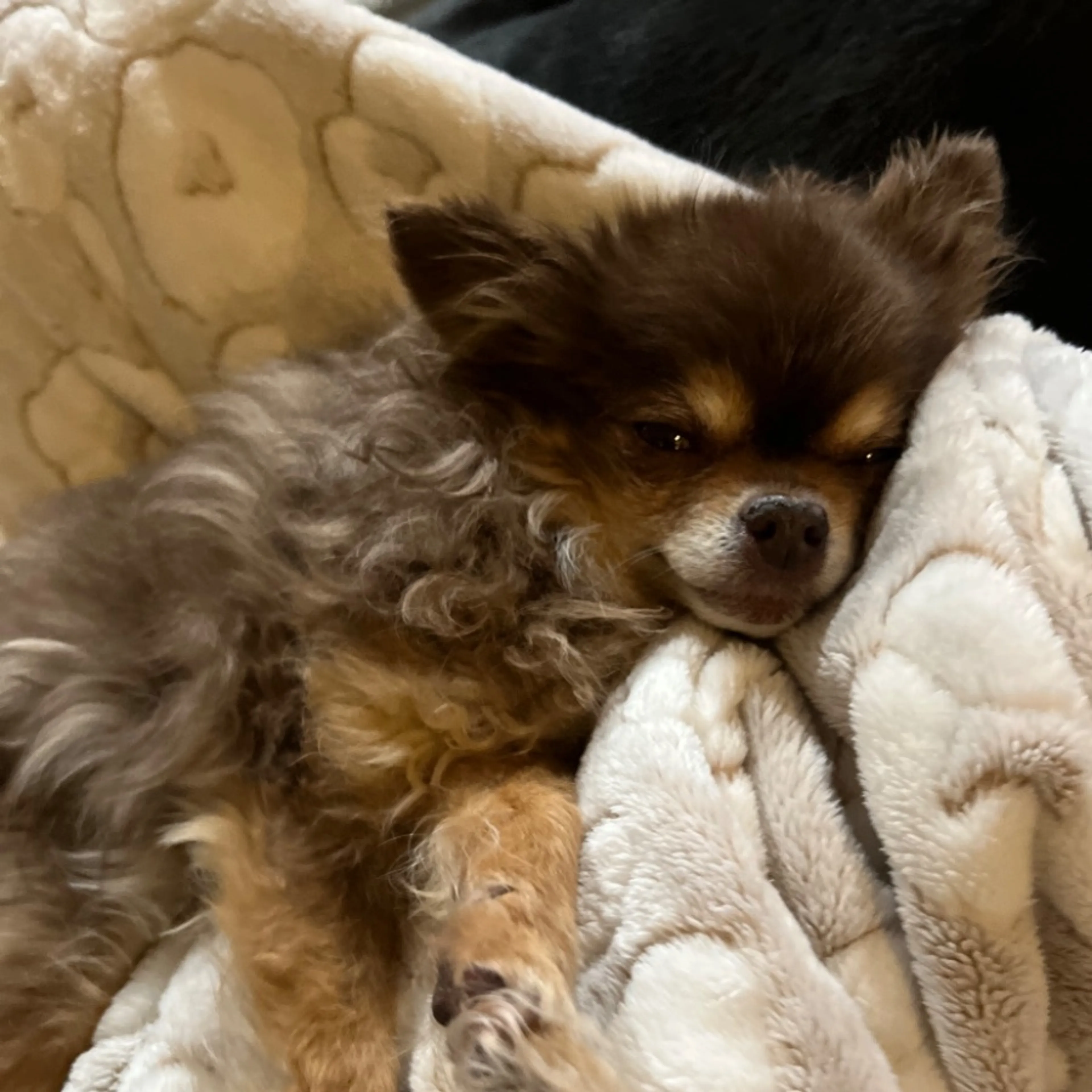 Lost pet