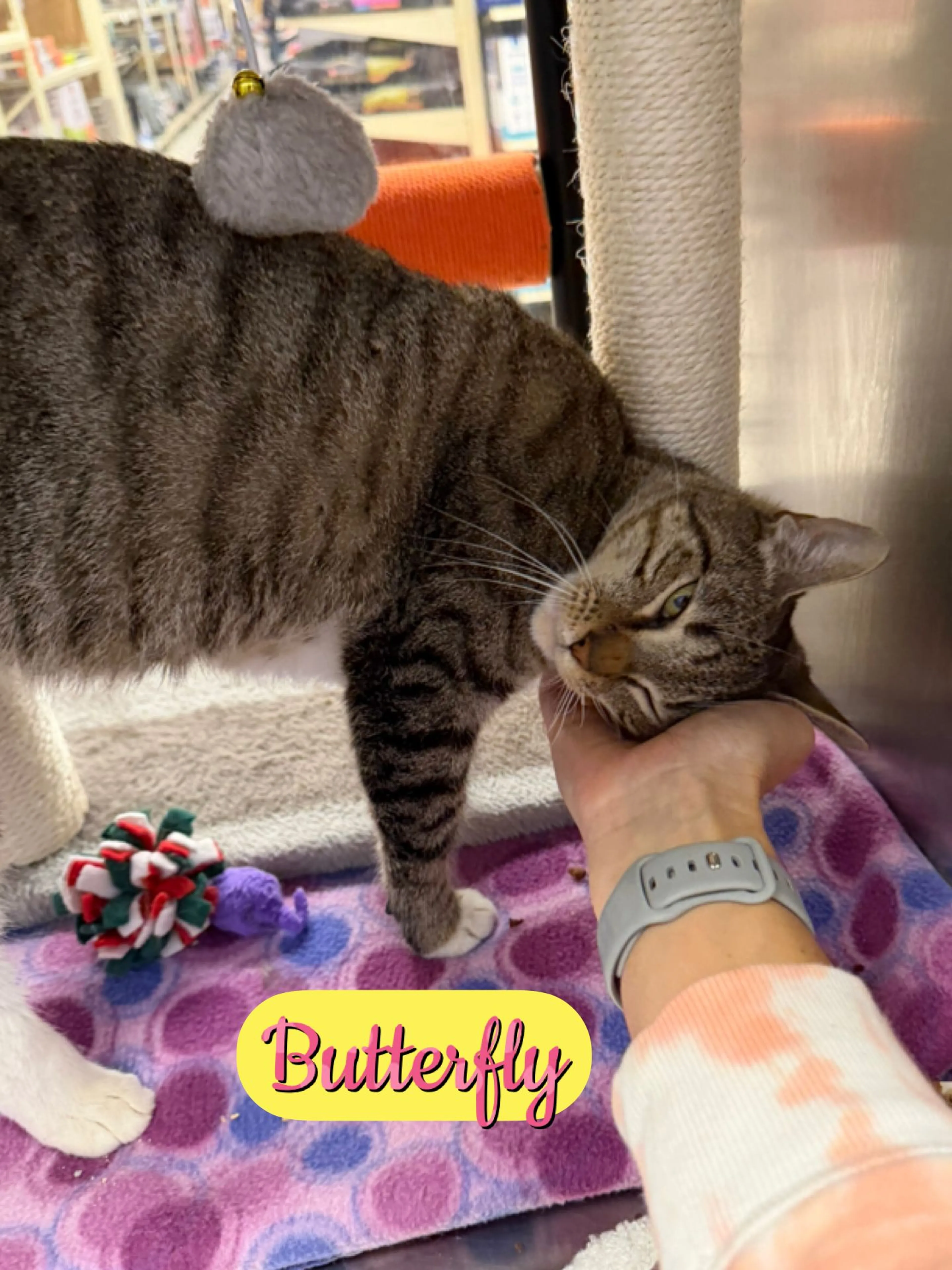 Found pet-2