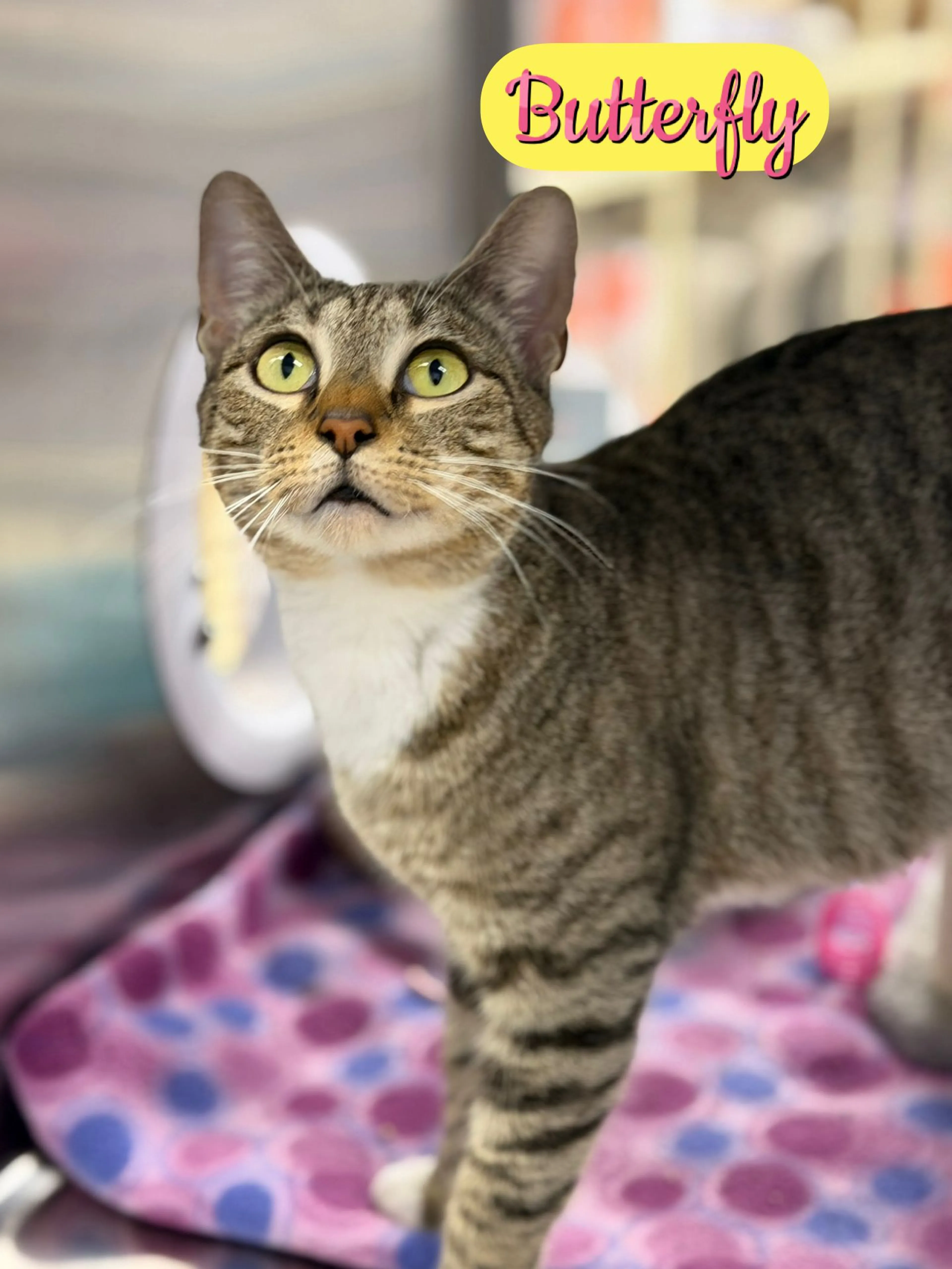 Found pet-1