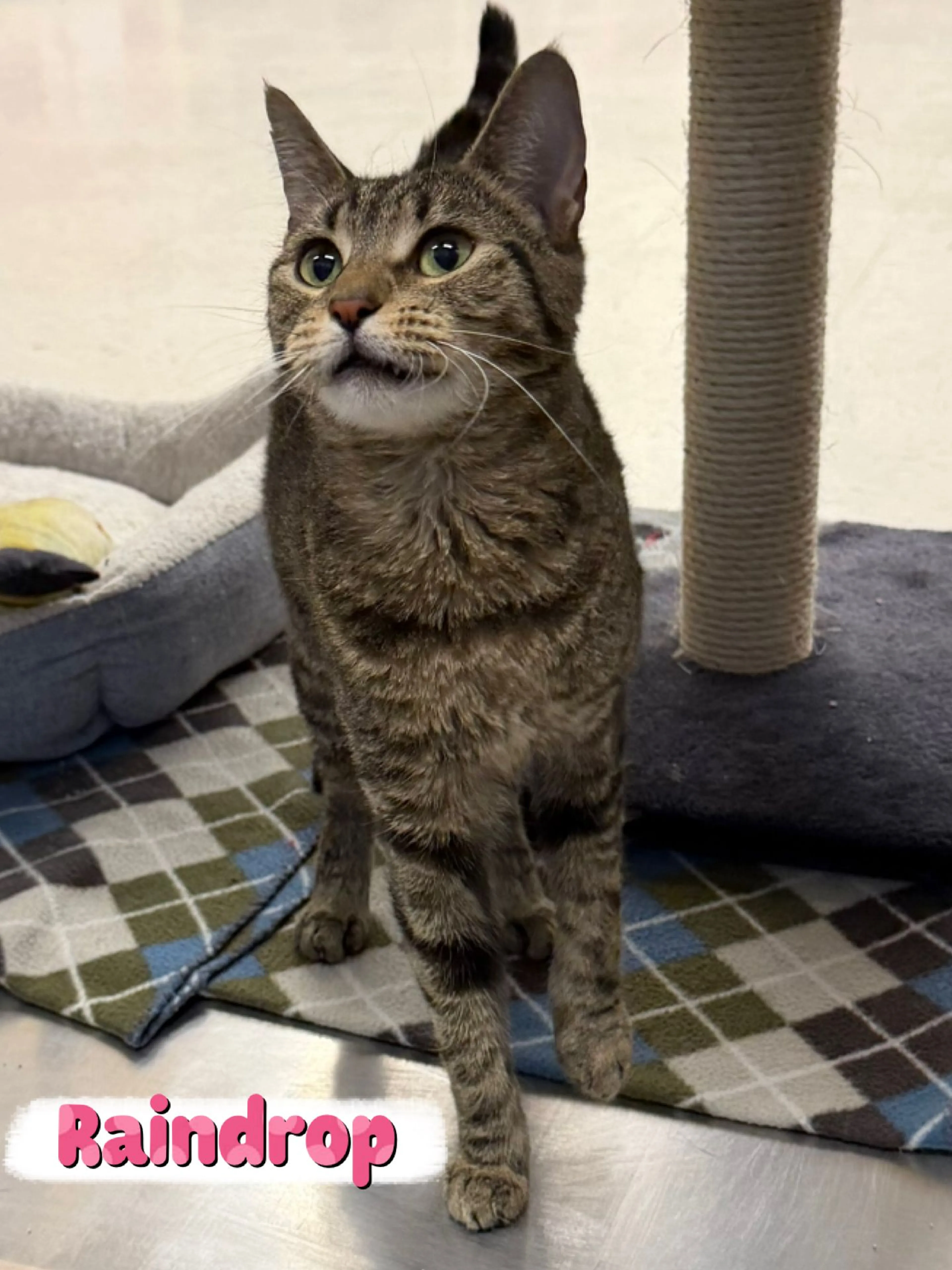 Found pet-3