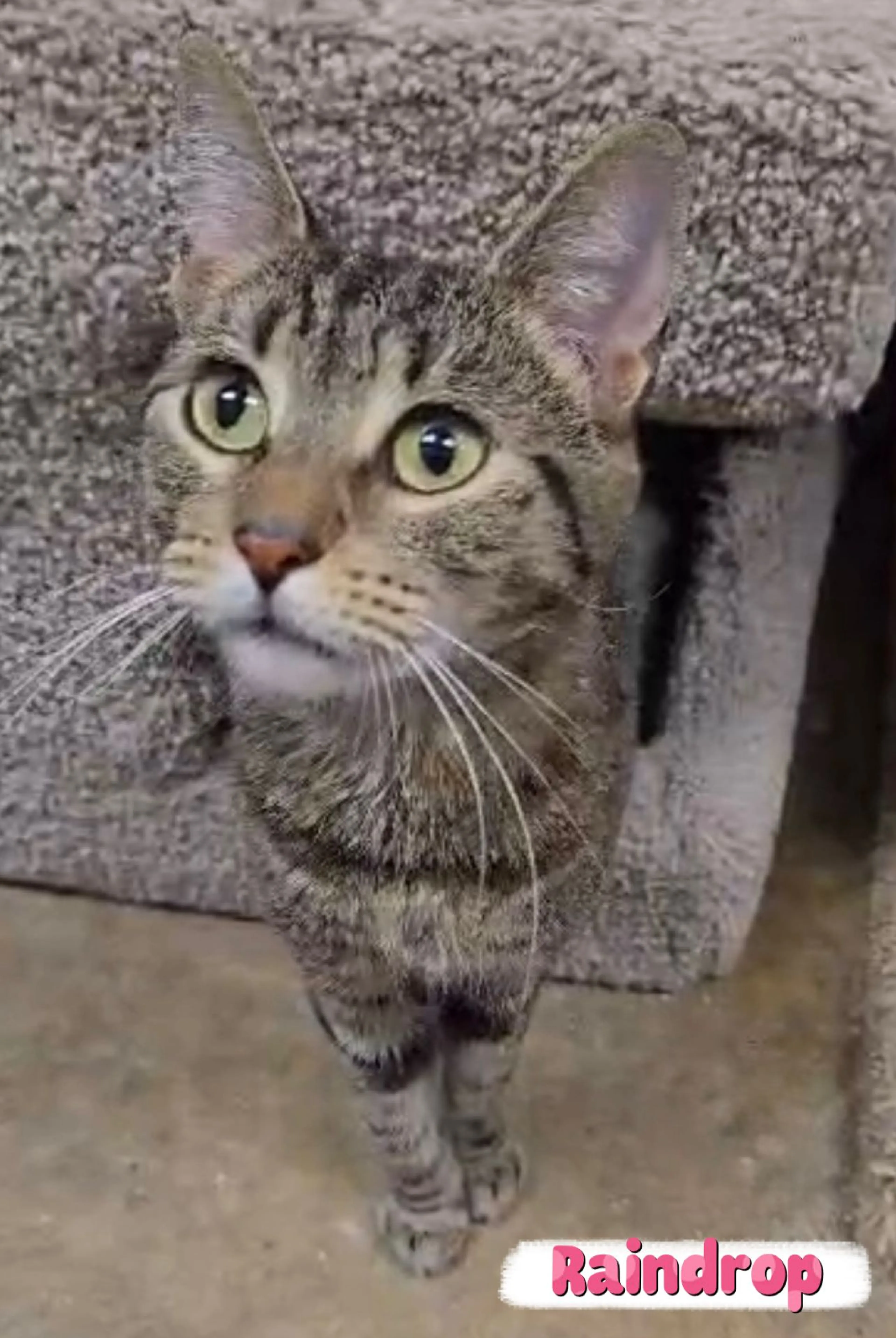 Found pet-4