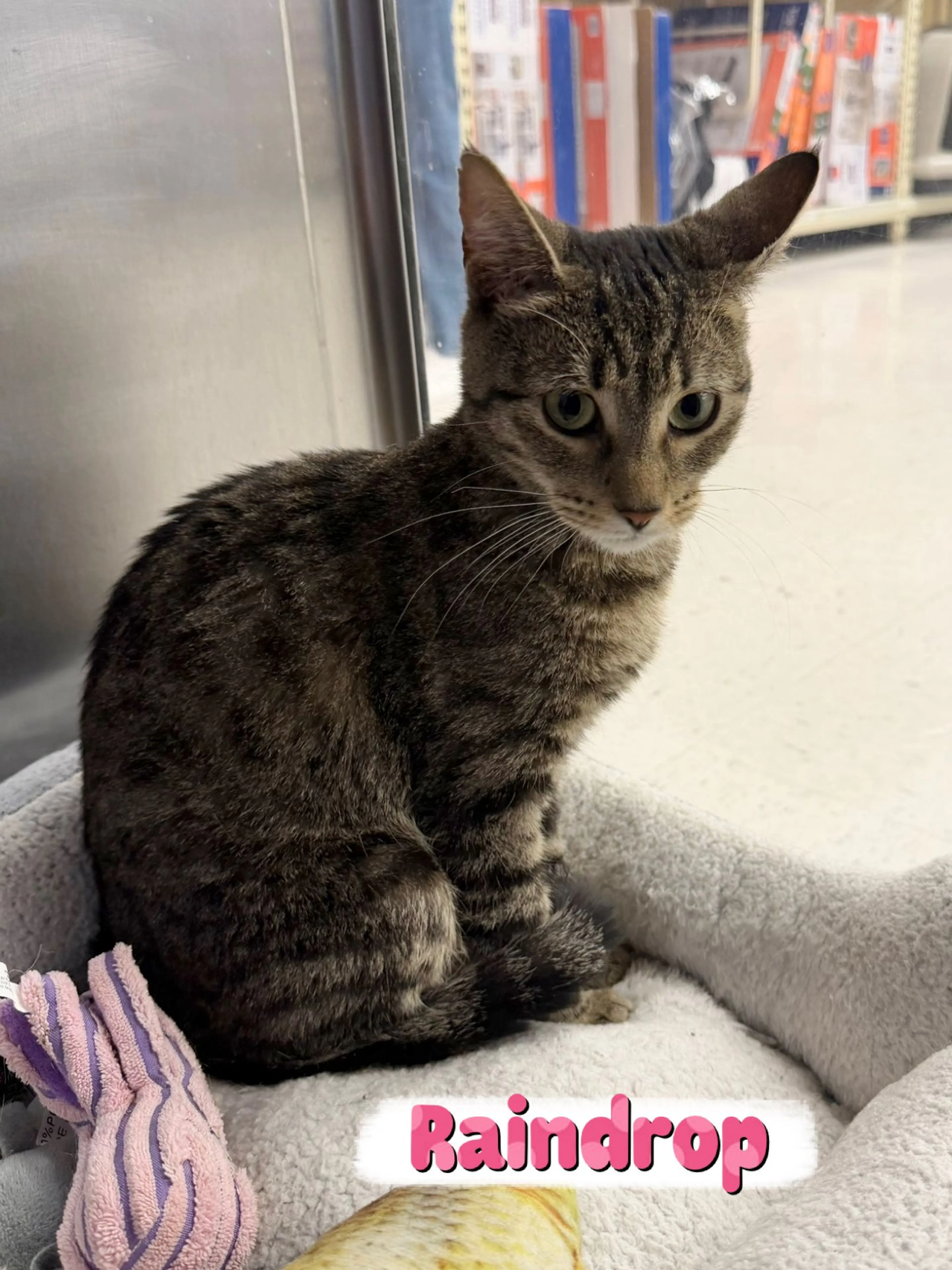 Found pet-2