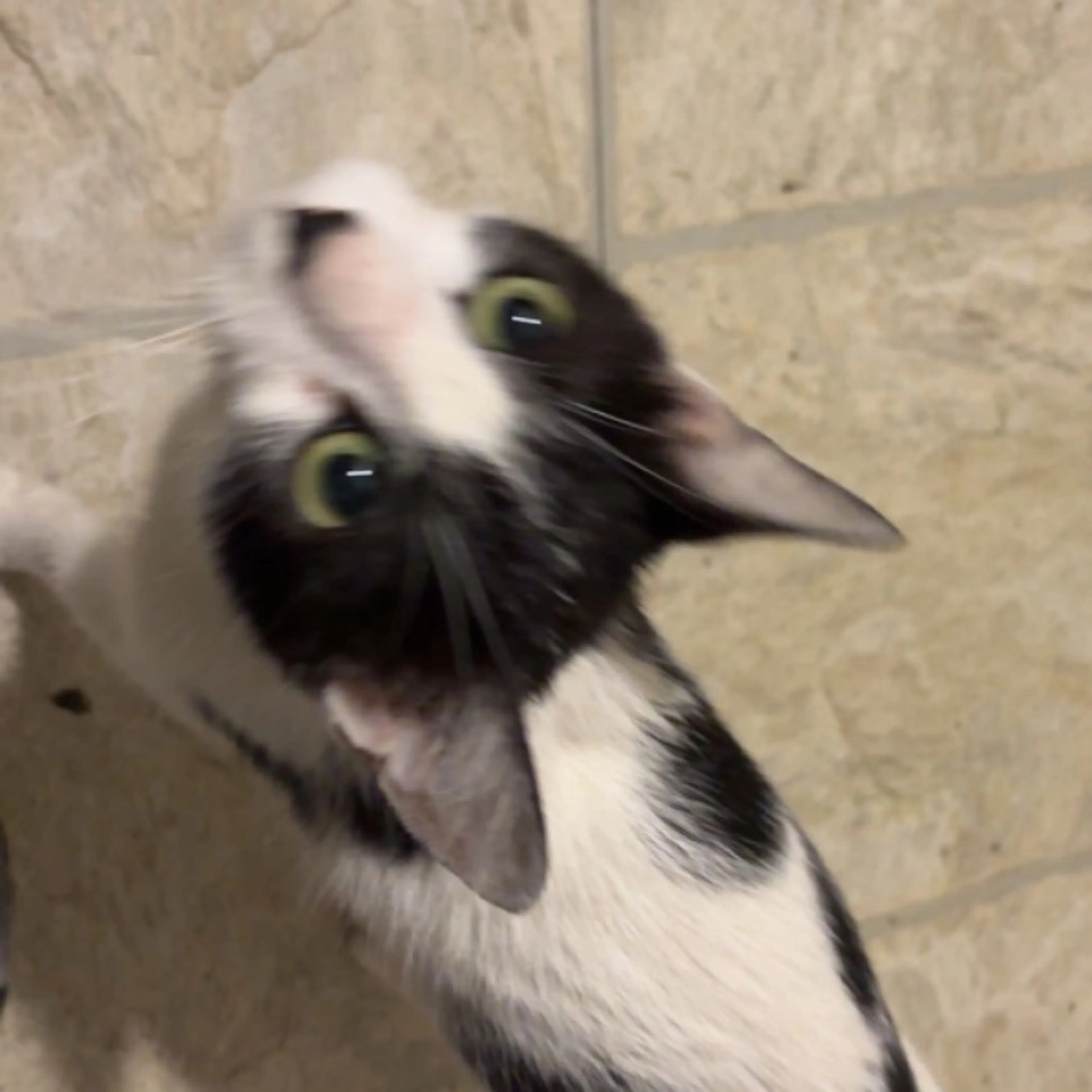 Lost pet