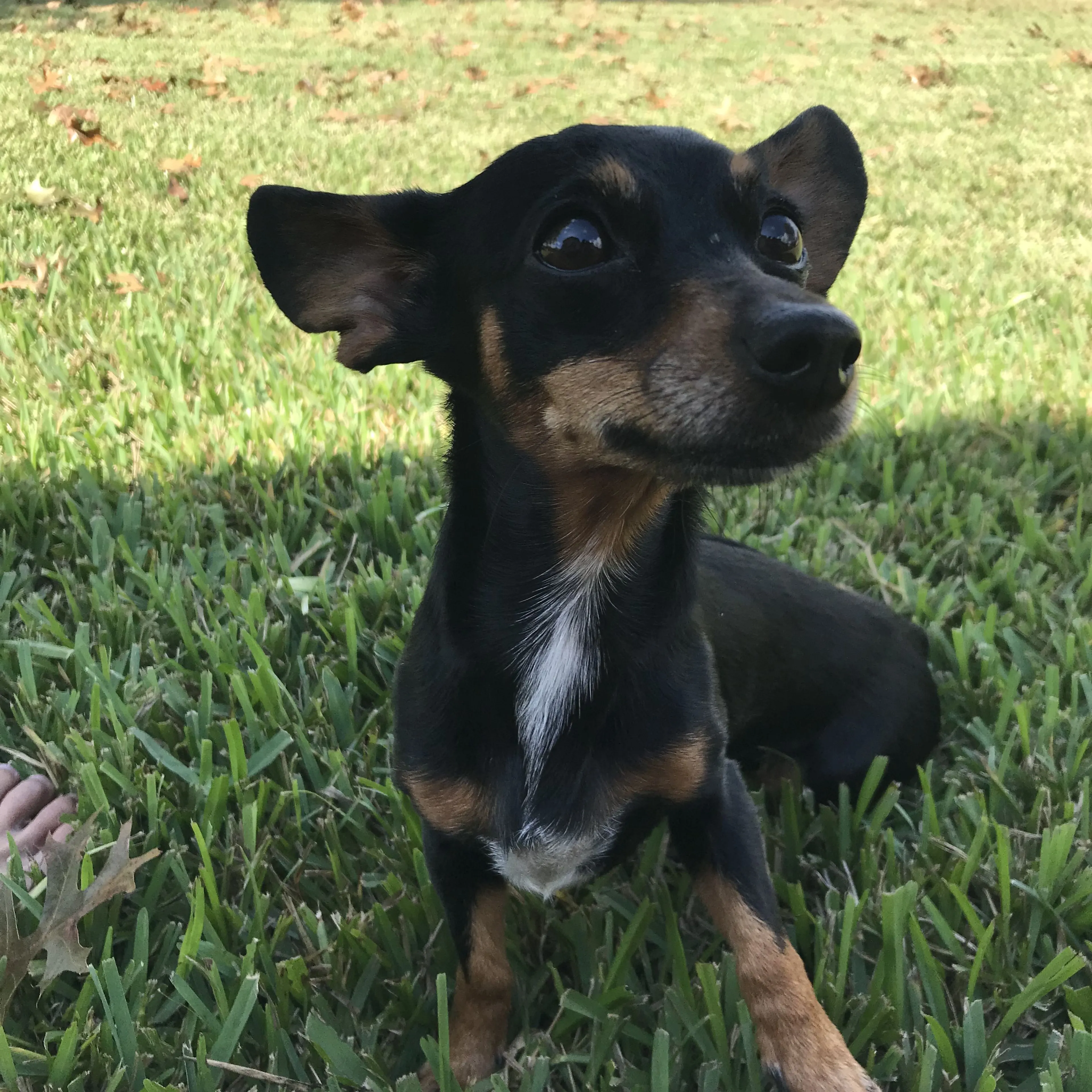Lost pet-4