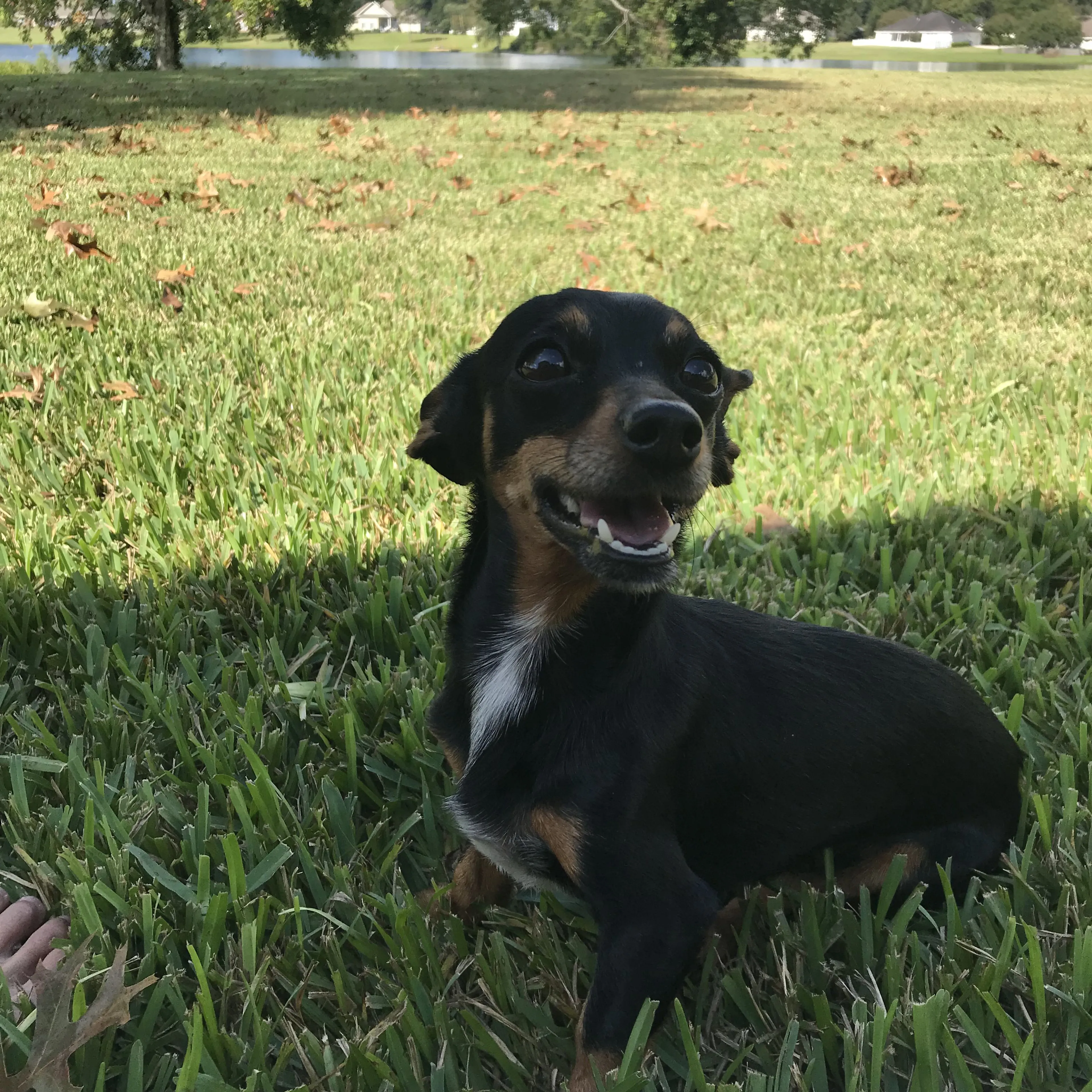 Lost pet-3