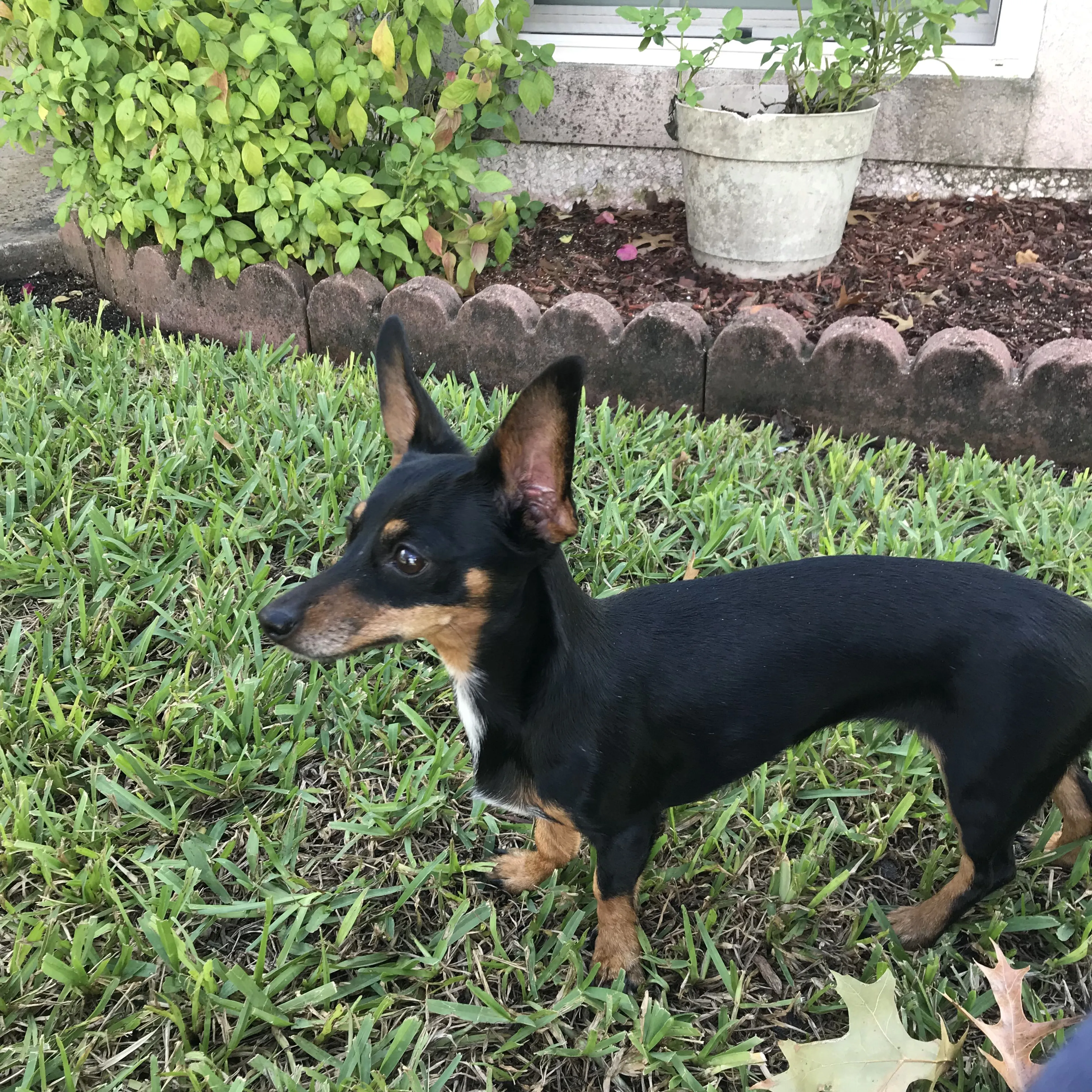 Lost pet-2