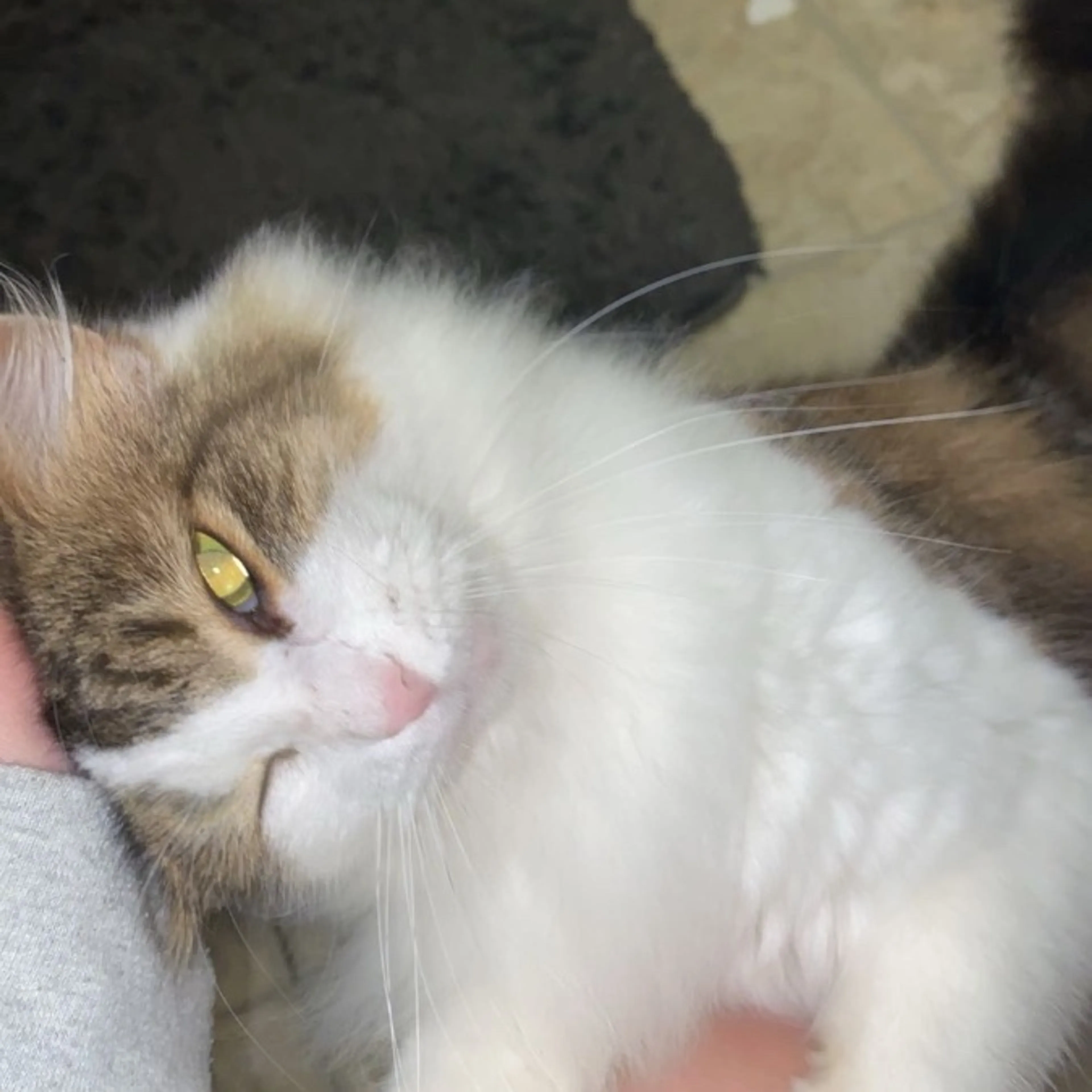 Lost pet