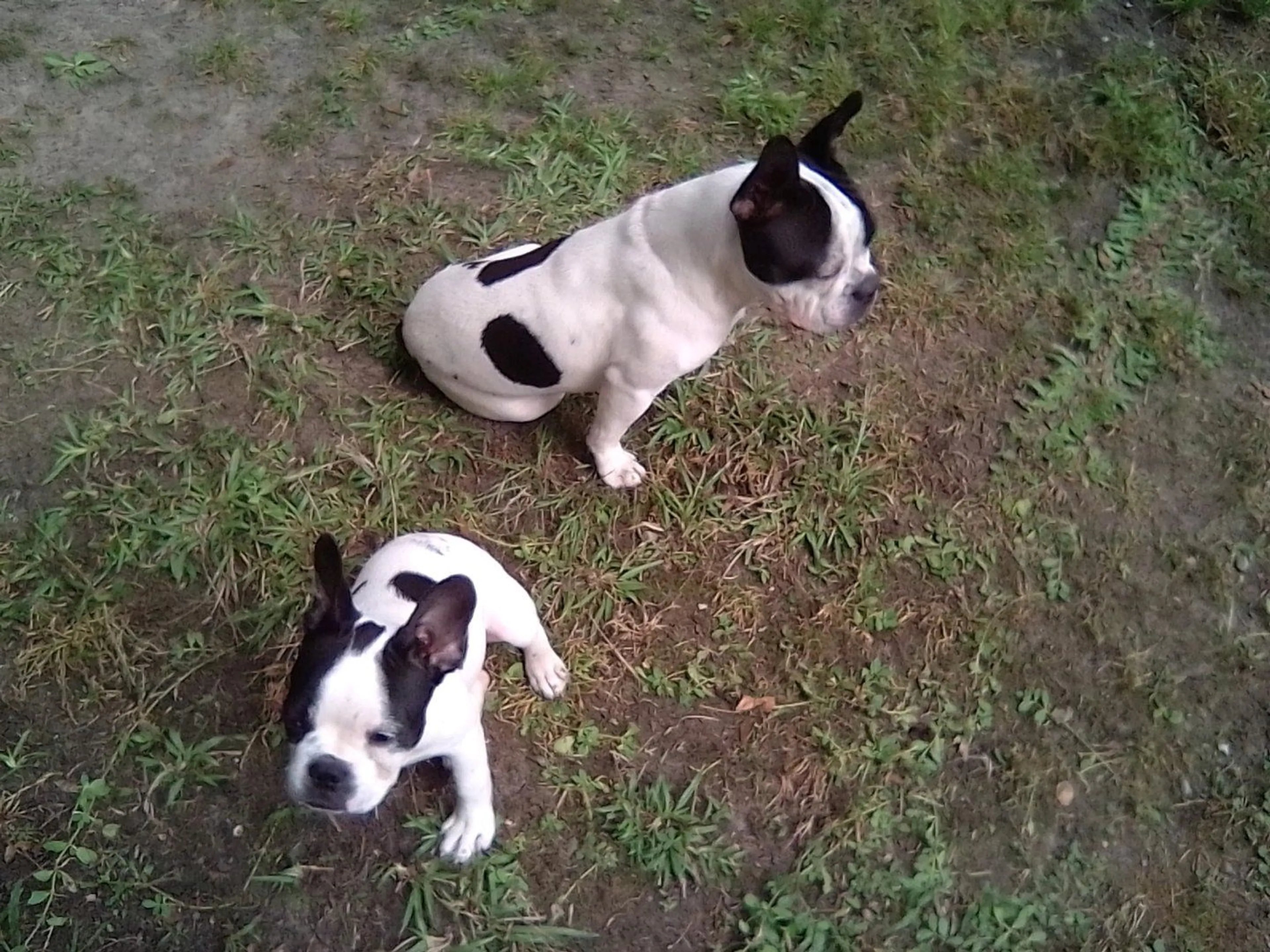 Lost pet