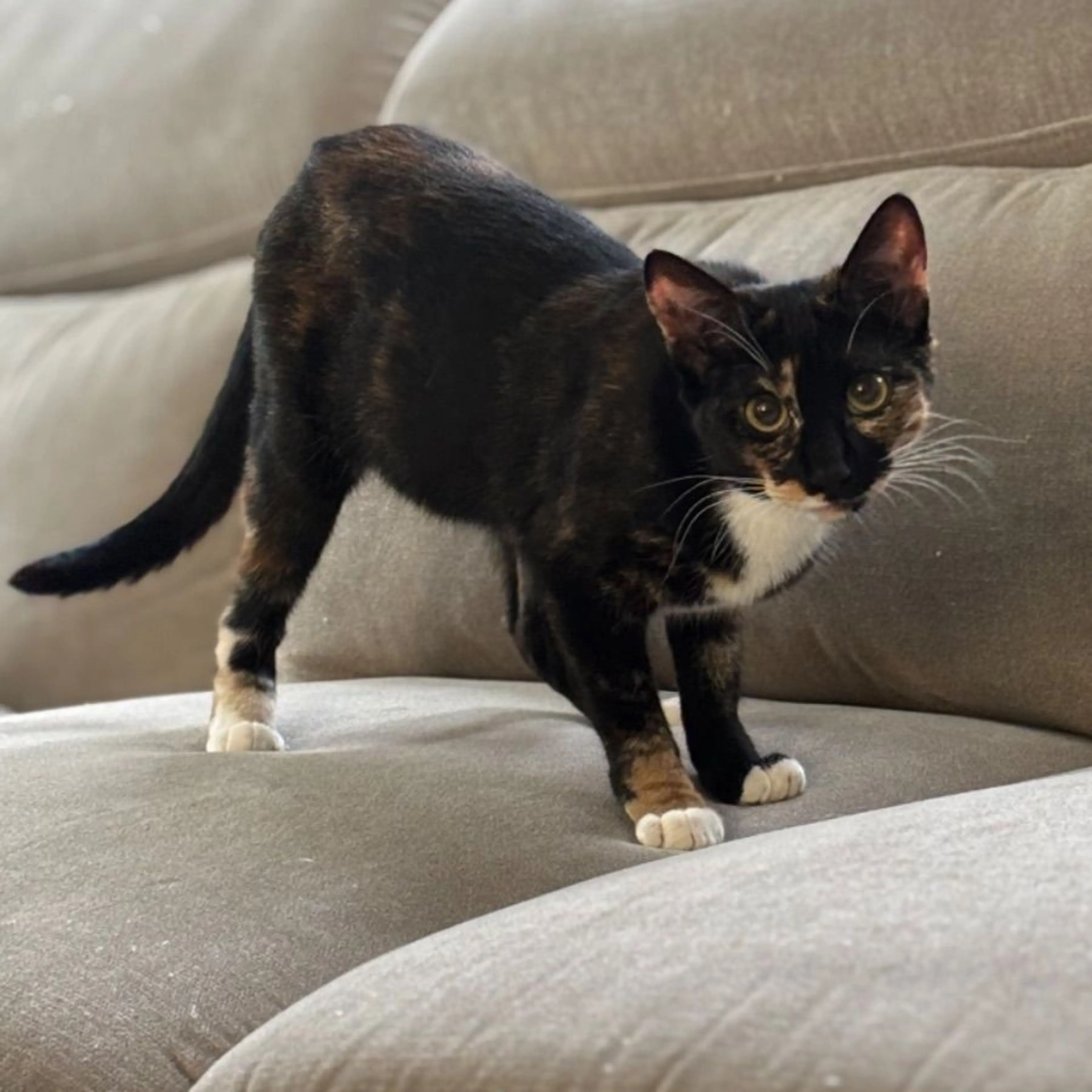 Lost pet