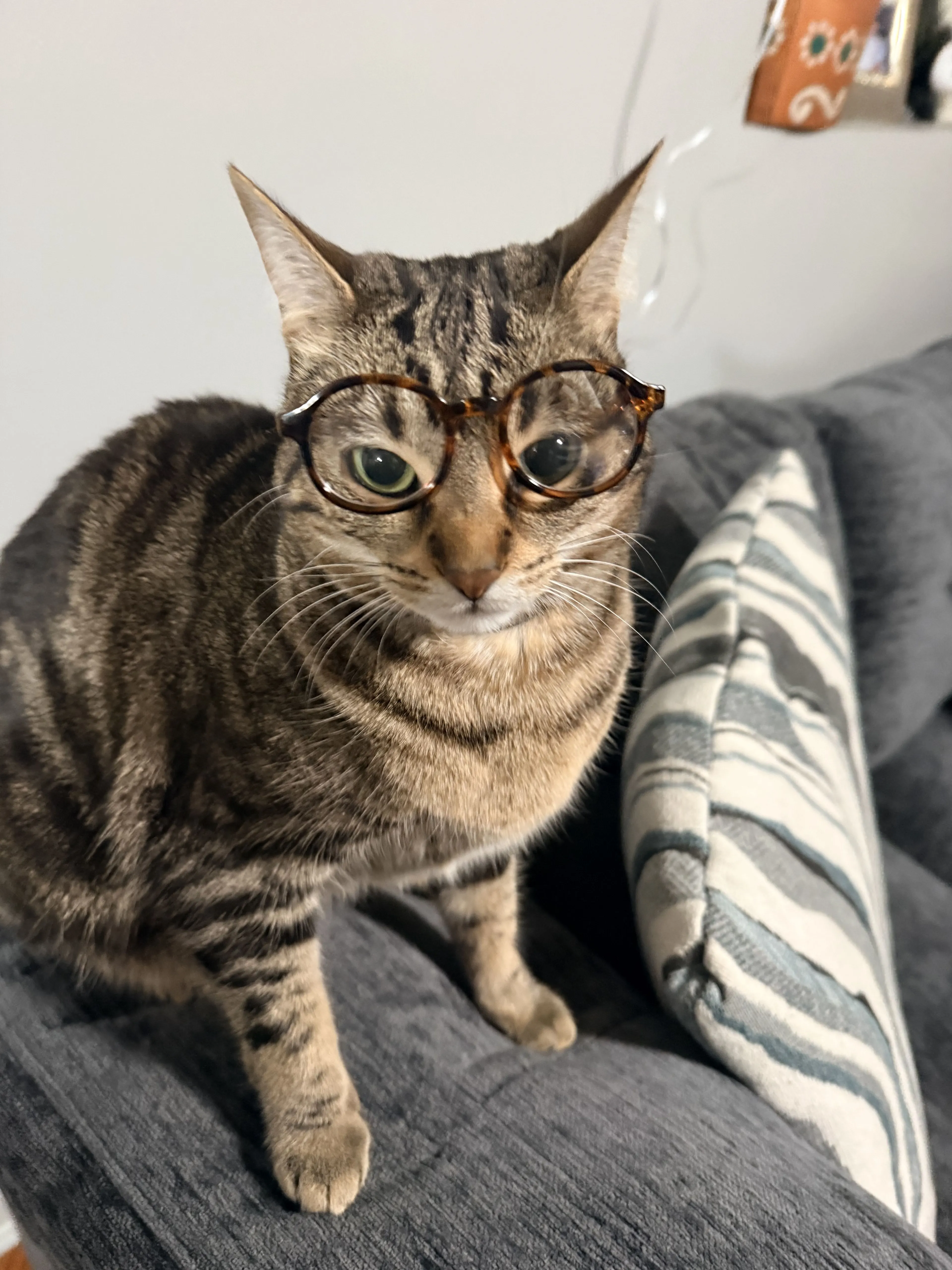 Lost pet-2