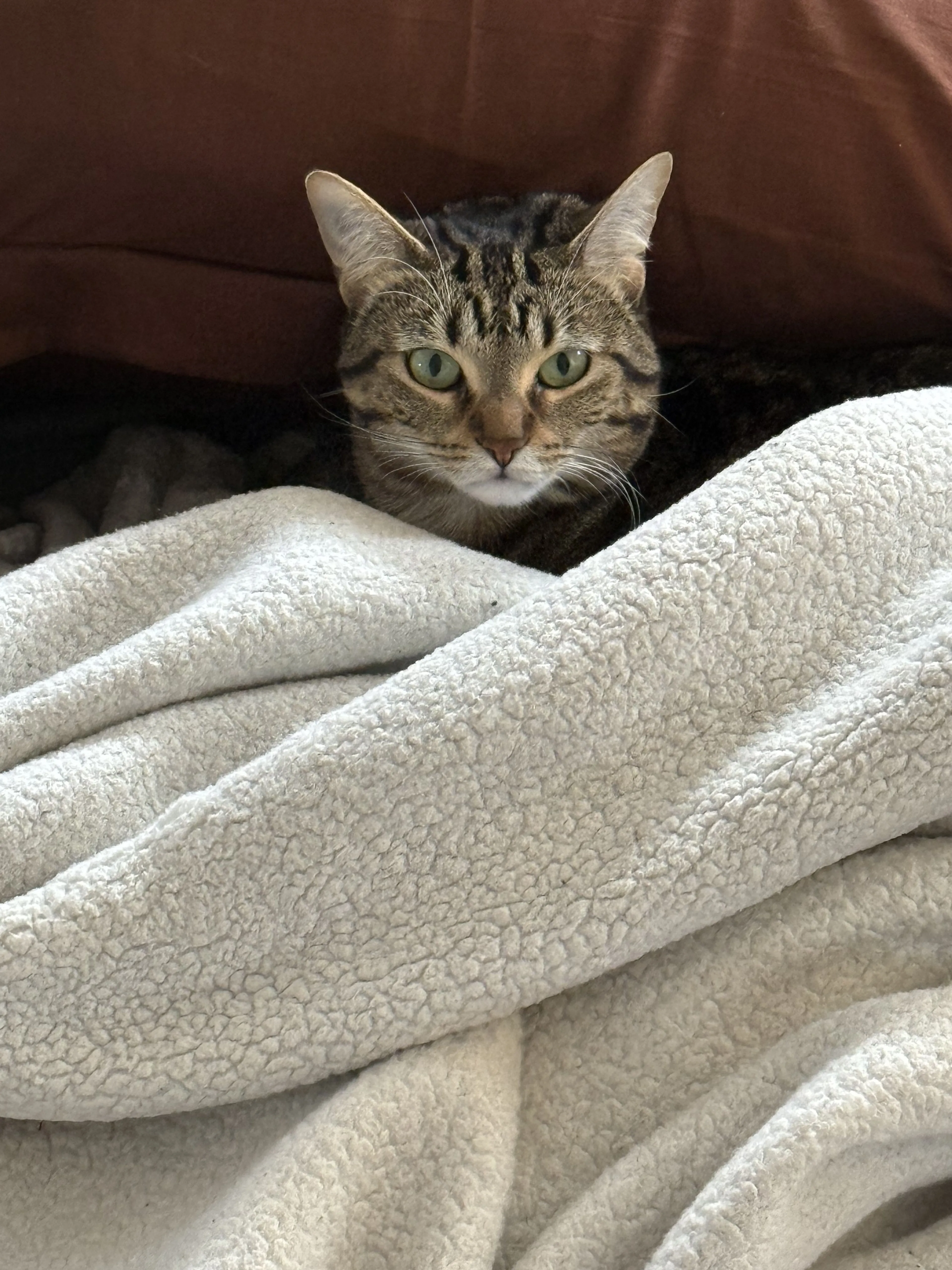 Lost pet-3