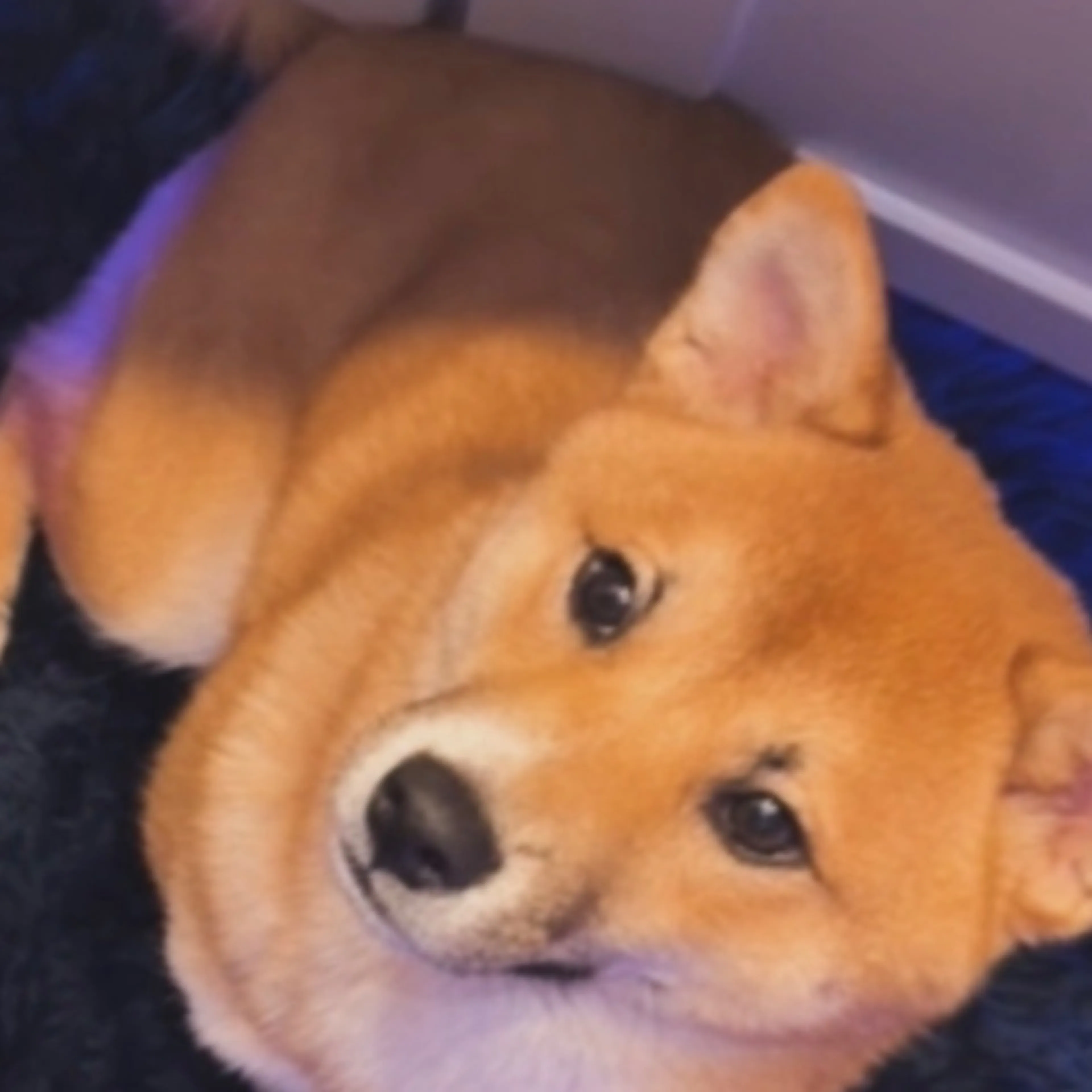 Lost pet