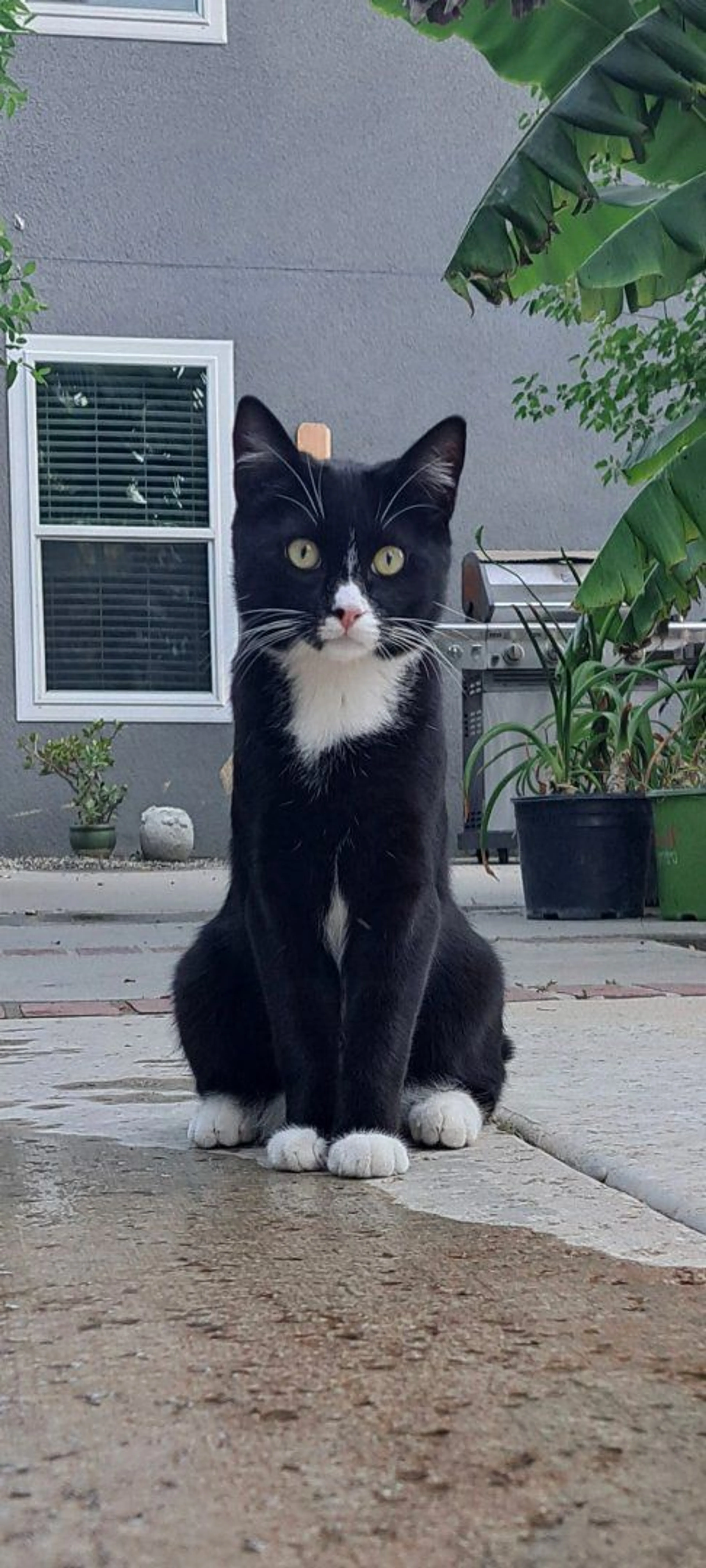 Lost pet