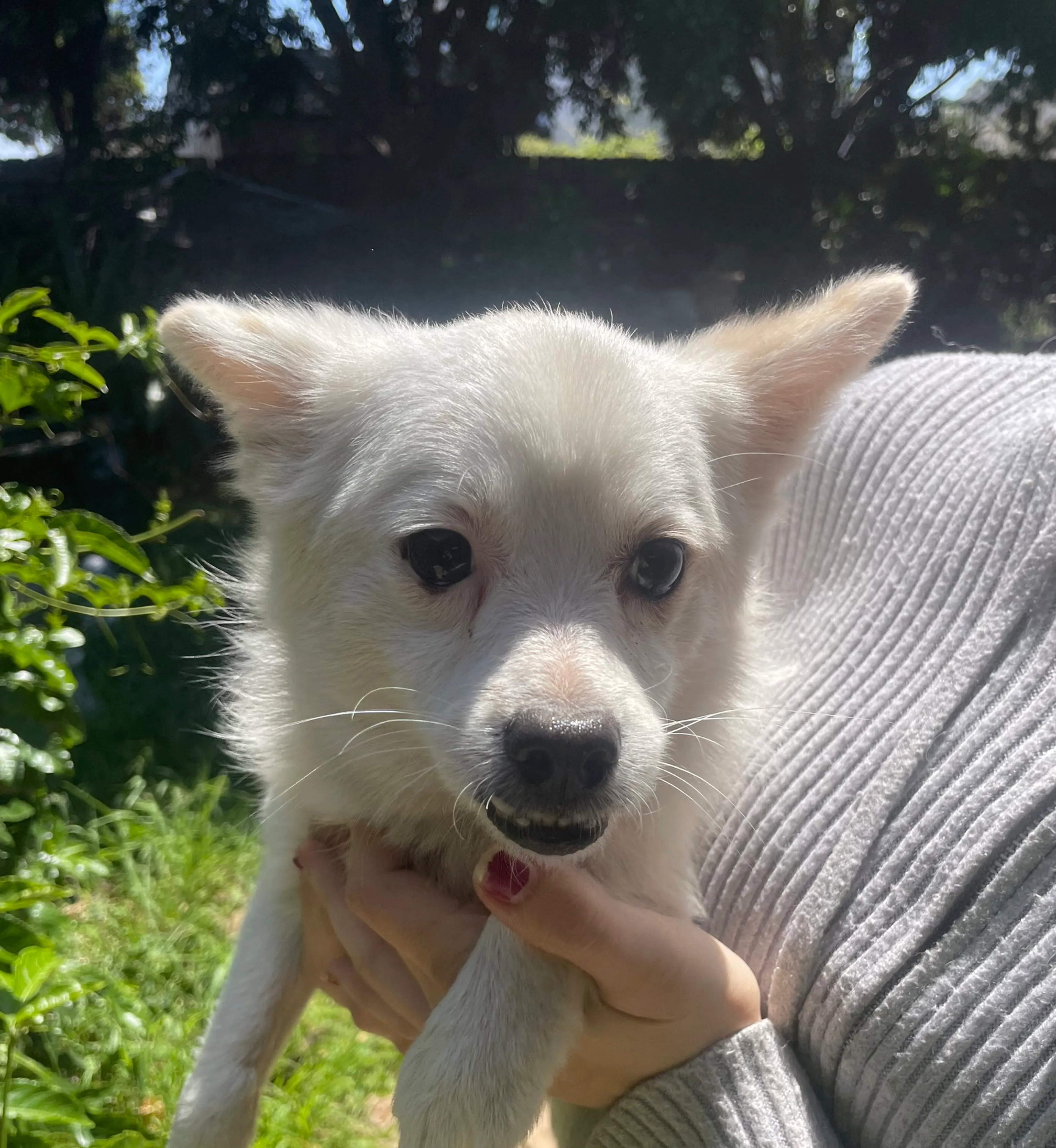 Found pet-1