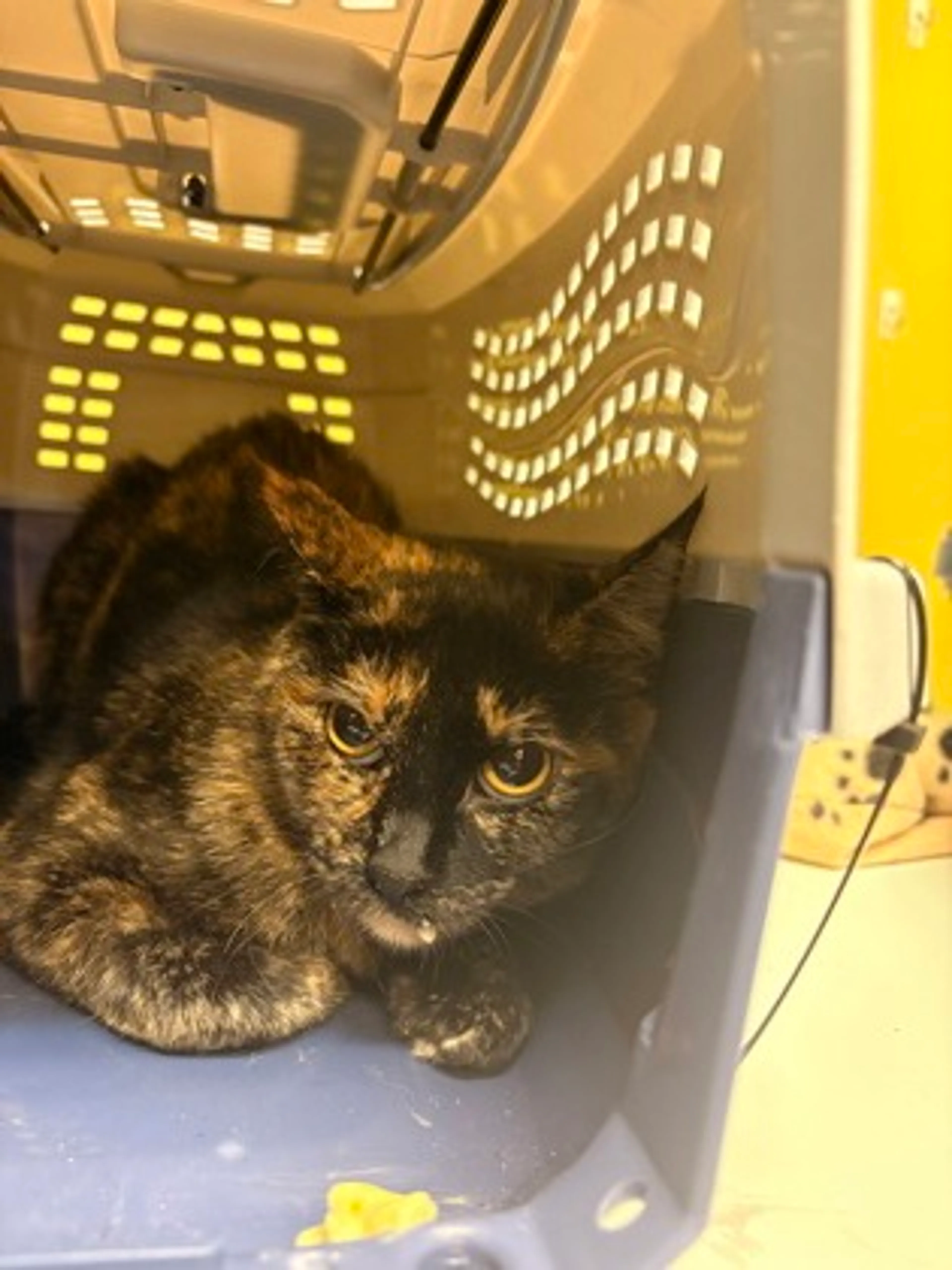 Found pet