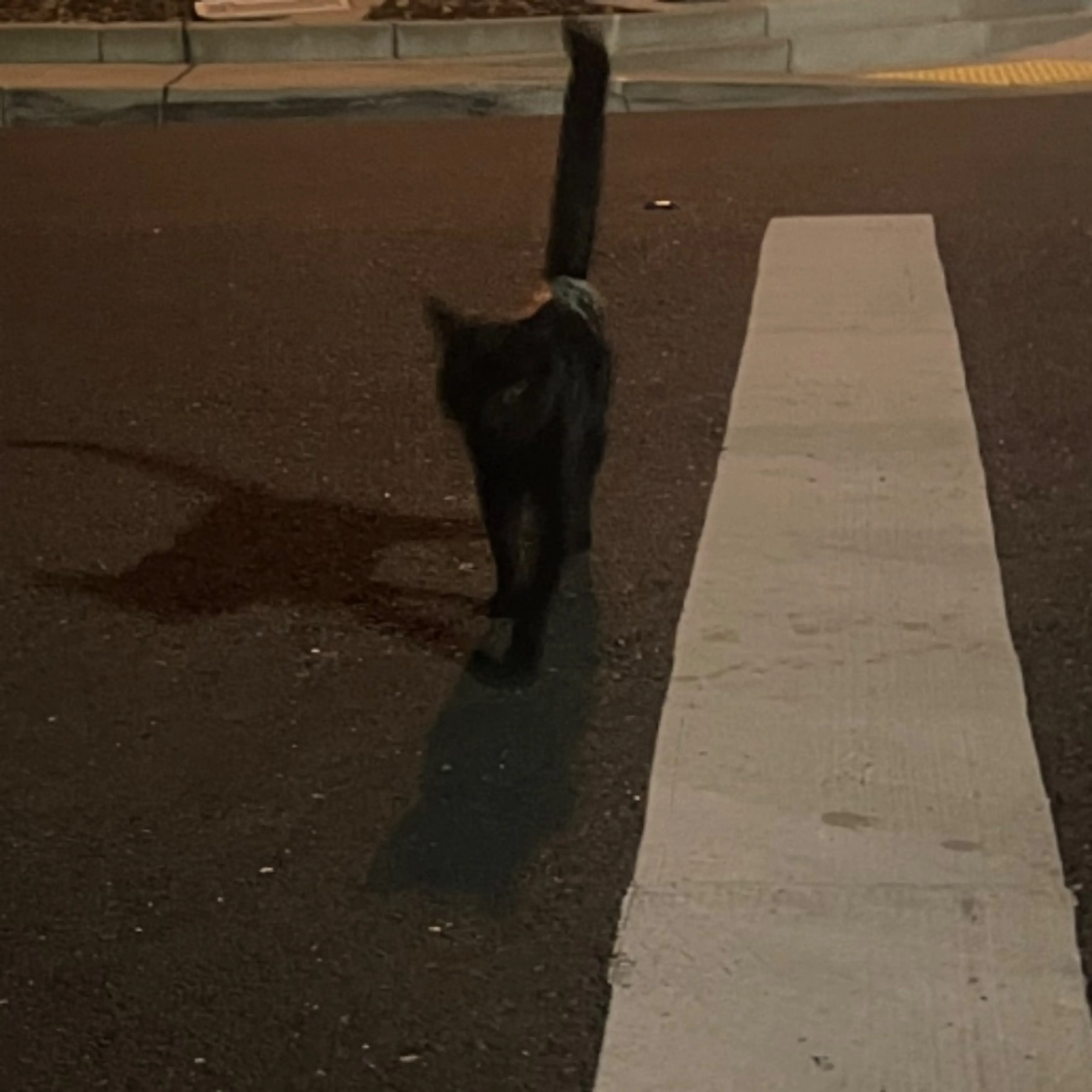 Found pet