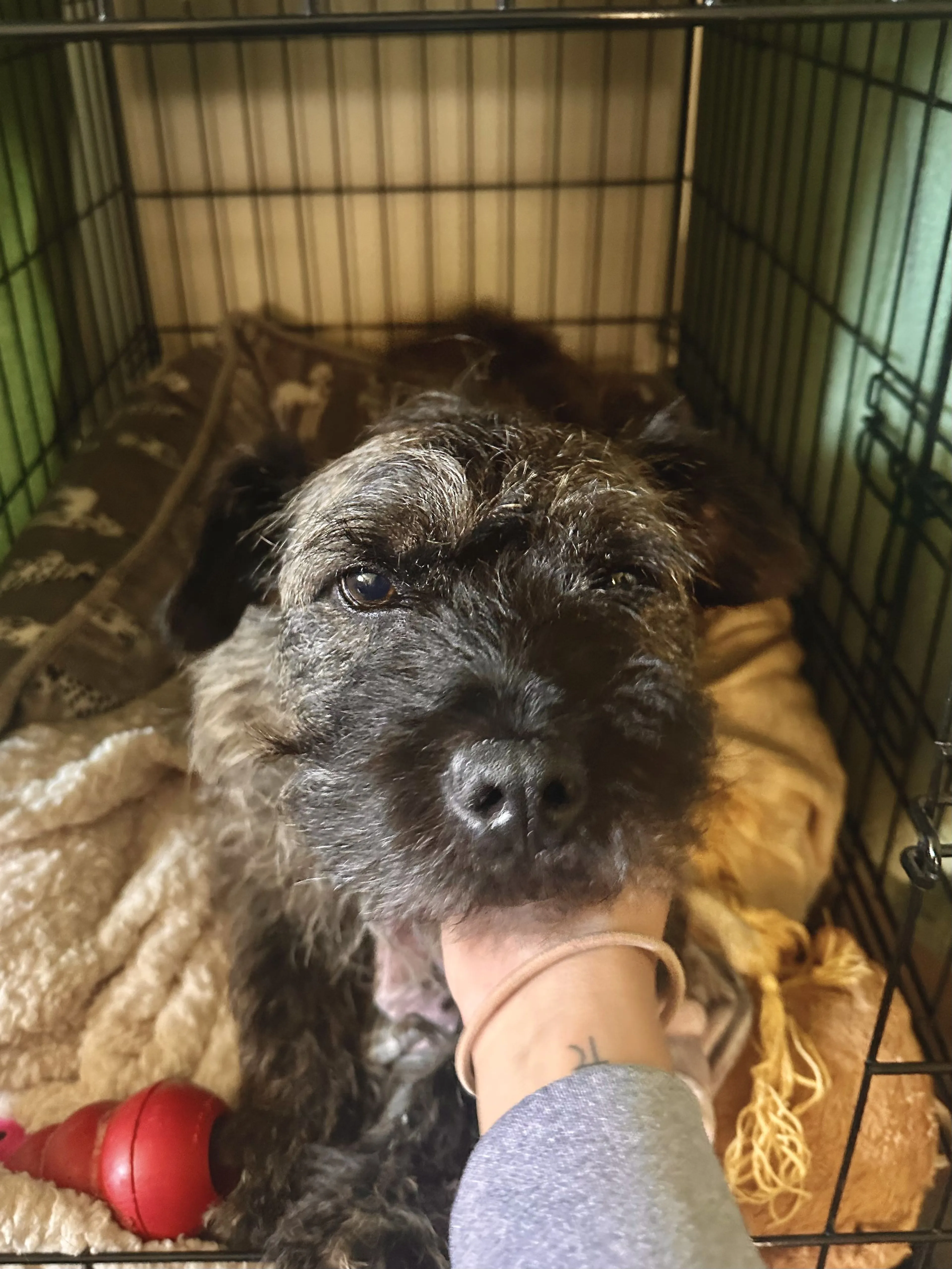 Lost pet-4